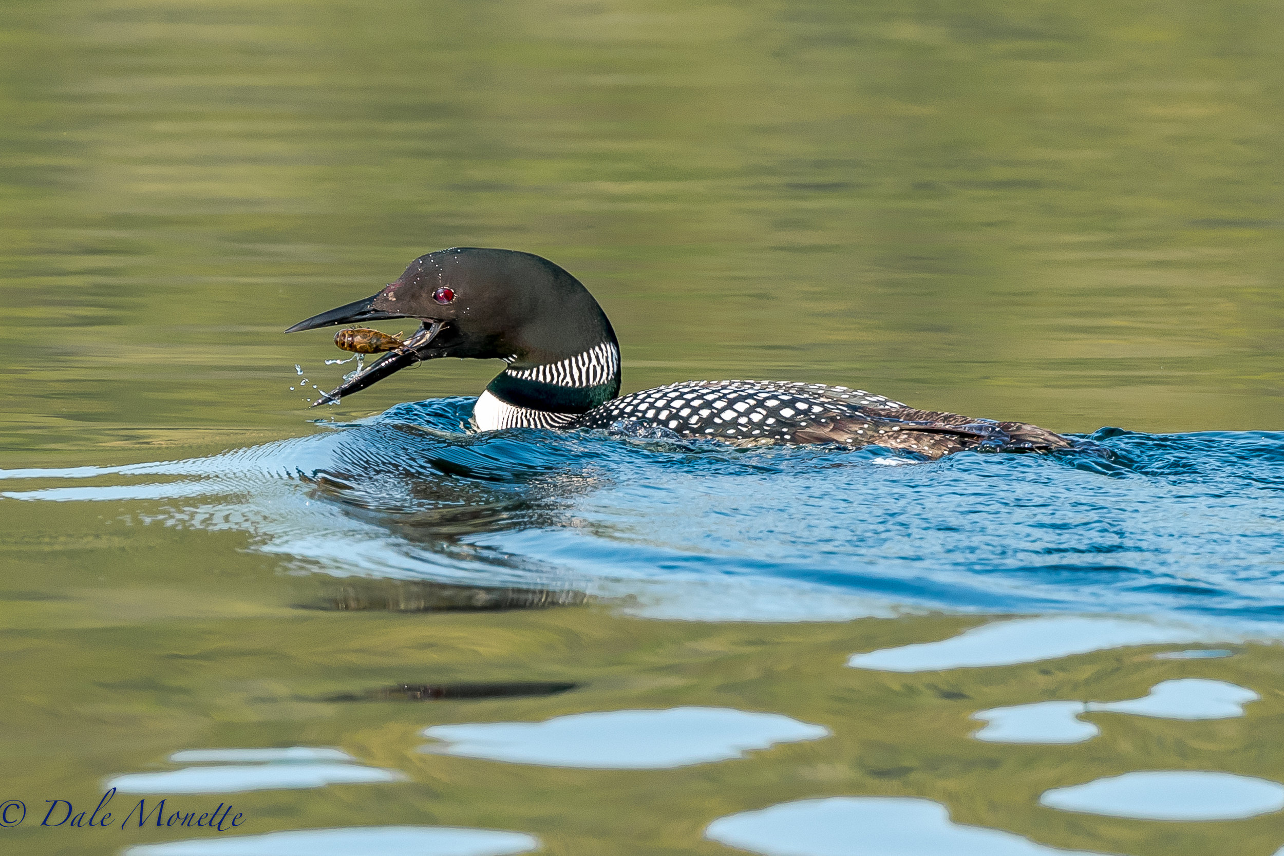  The weekly common loon surveys started today at Quabbin, &nbsp;We found a group of 8 loons and this loon popped up with his lunch, a crawfish, right in front of us. &nbsp;5/17/17  