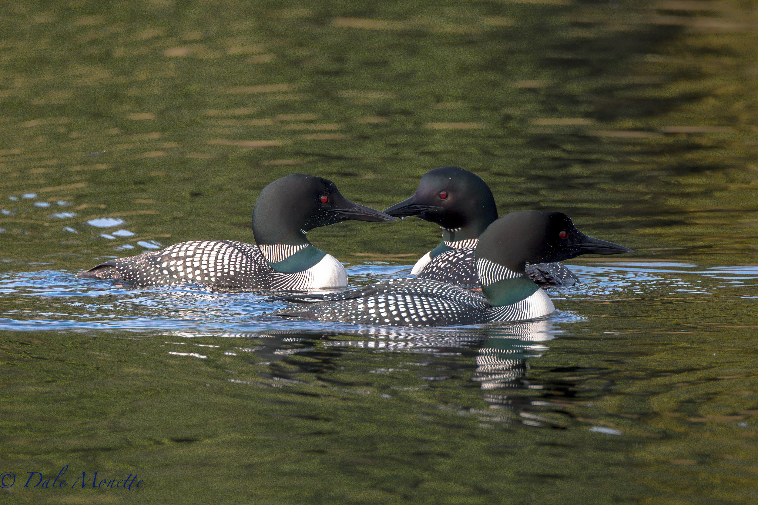   The second week of loon surveys found these three loons just hanging out and fishing together on a warm, calm, late spring afternoon.&nbsp; I love these birds! &nbsp;  