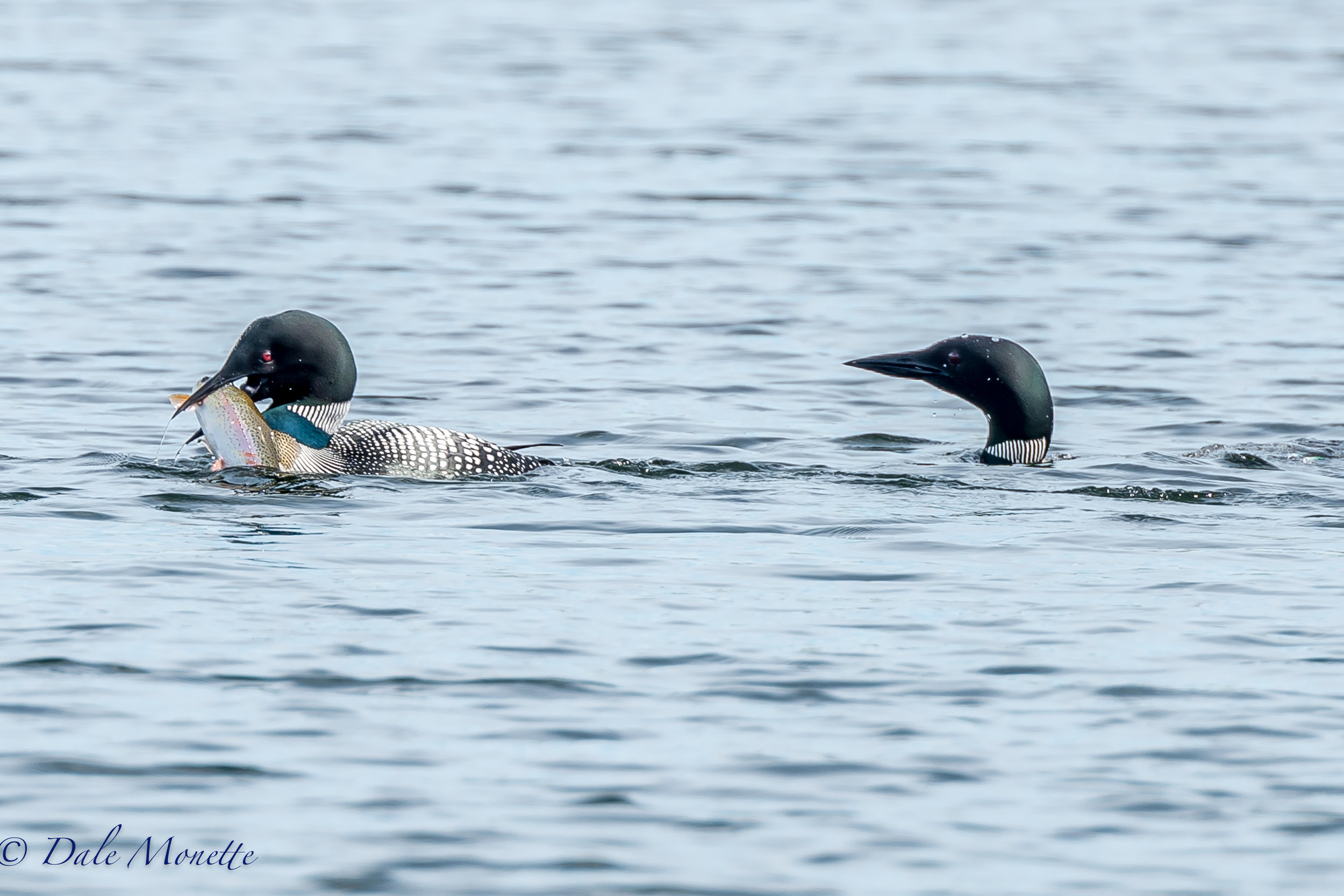  Another pair of common loons fishing on another part of Quabbin and the female struck it rich! &nbsp;A beautiful rainbow trout that went down the hatch all at once ! &nbsp;  
