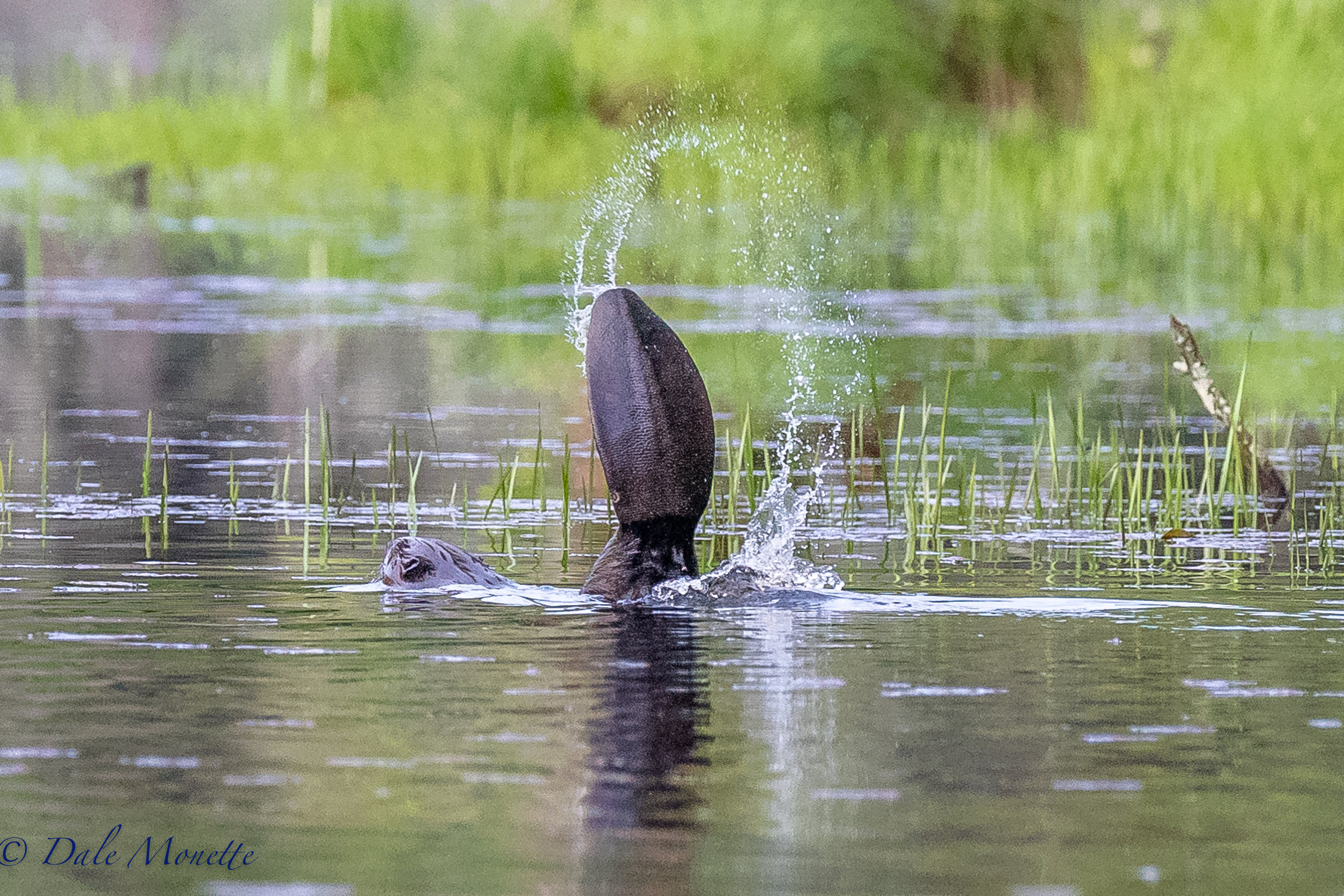   Beavers slap their tails in the water when they are upset or want you gone! &nbsp;It happens faster than a strike of lightning and its also a message to other beavers in the colony that danger is near. &nbsp;This was 30 minutes into my stay so I ig
