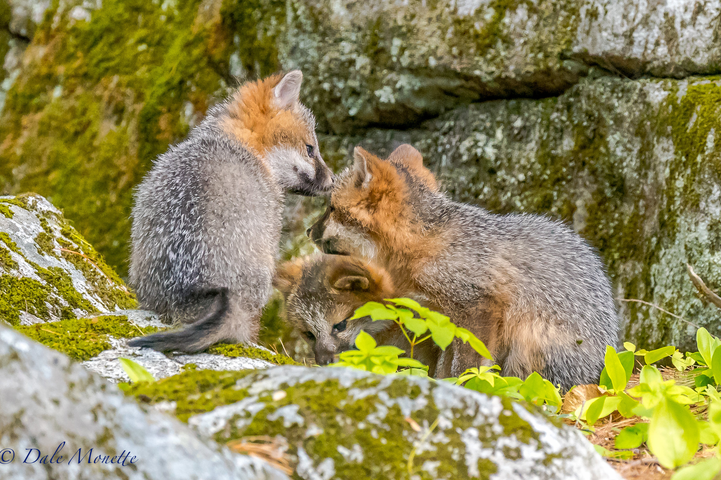 A summit meeting ! These 3 gray fox kits belong to the female gray fox on the next page here. They are about 3 months old and ready to take on the world. 6/2/17