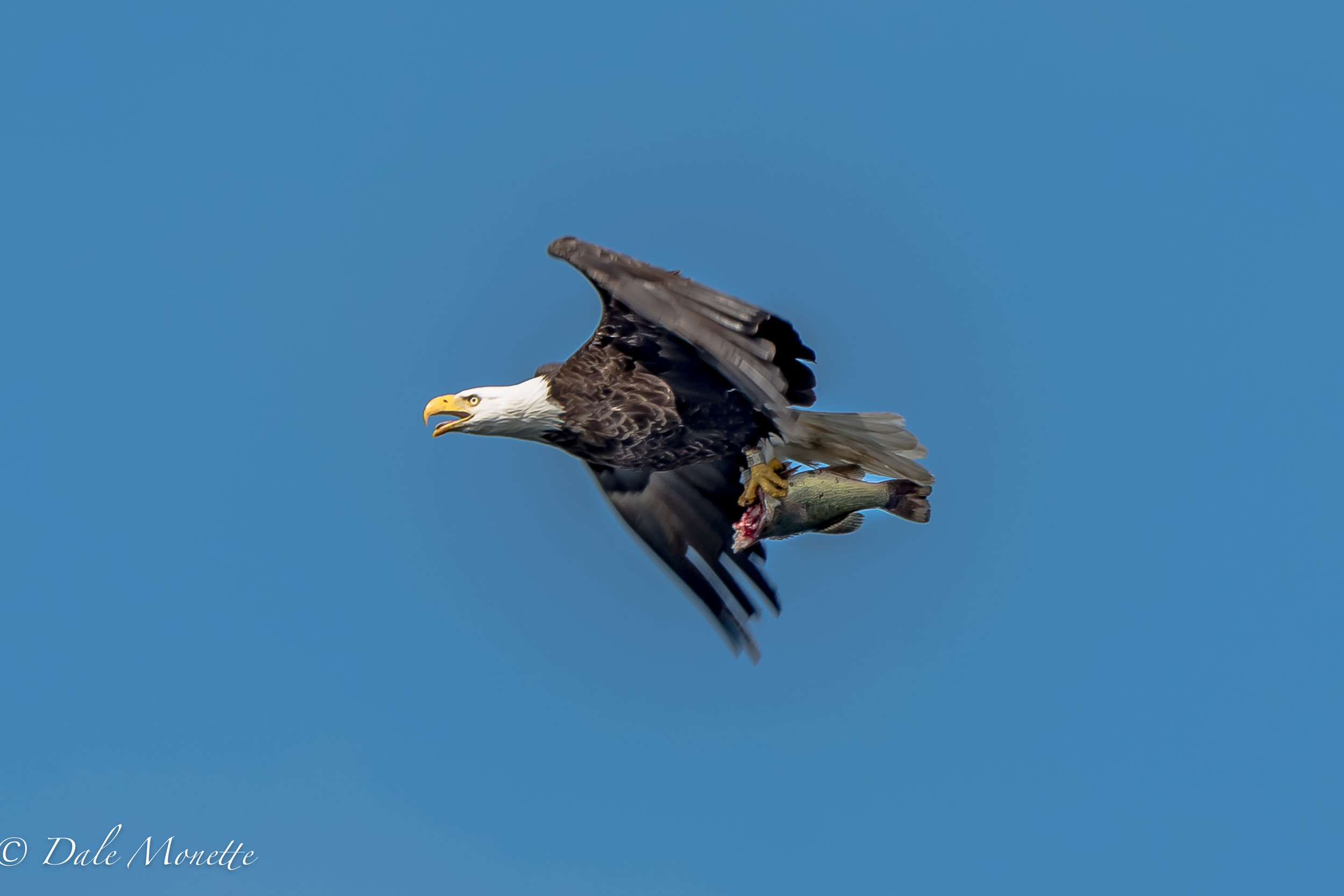   I forgot this with all thats going on in my life right now. This eagle flew over Lee and I in the loon survey boat on Quabbin on Thursday morning. Fish for breakfast !! &nbsp;6/3/17  