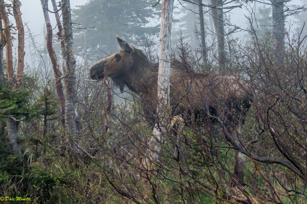   This moose magically appeared out of a foggy forest this morning right in front of me, she looked at me and them sauntered away like "oh, you again?" ...... 6/7/17 &nbsp;Cape Breton Highlands  