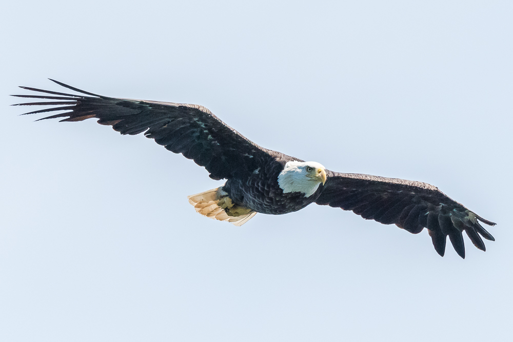   An adult bald eagle soars over St. Ann's Bay, Cape Breton. &nbsp;6/8/17  
