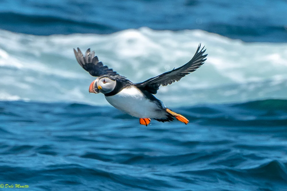 Puffin day for me ! Bird Island tour out of St. Ann's Bay to Bird Islands in the Cabot Strait. Many nesting puffins and other sea birds, including great blue herons !! 6/8/17