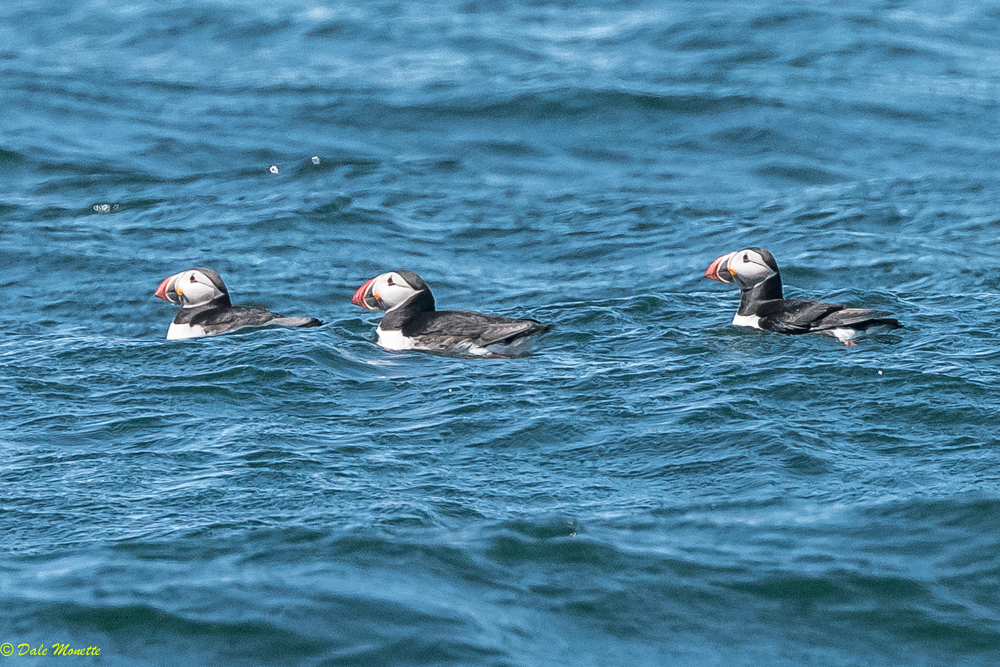   Three puffins lolly-gagging about the Bird Islands. &nbsp;6/8/17  