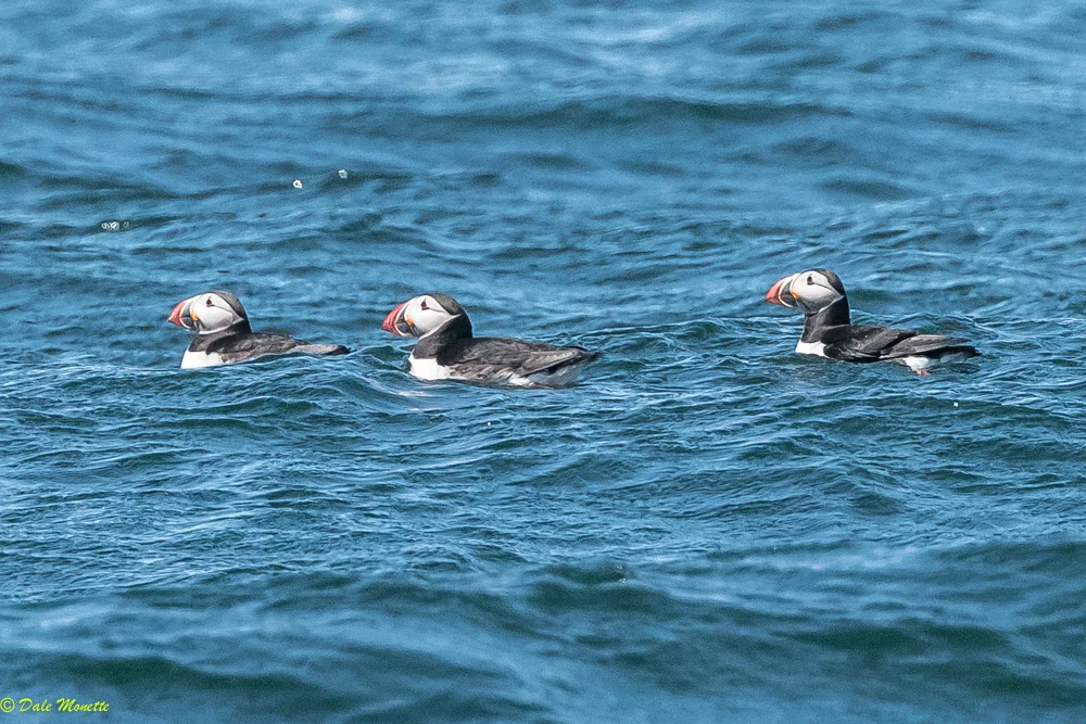 Three puffins lolly-gagging about the Bird Islands. 6/8/17