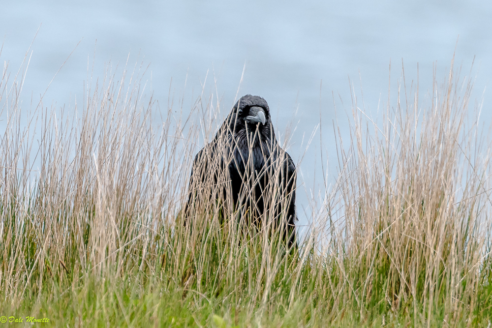   I found this young raven hiding in the grass on top of a huge drop off over the ocean this morning. &nbsp;he was just watching the world go by ! &nbsp;He finally took off behind him and glided down to the rocks below. &nbsp;7/10/17  