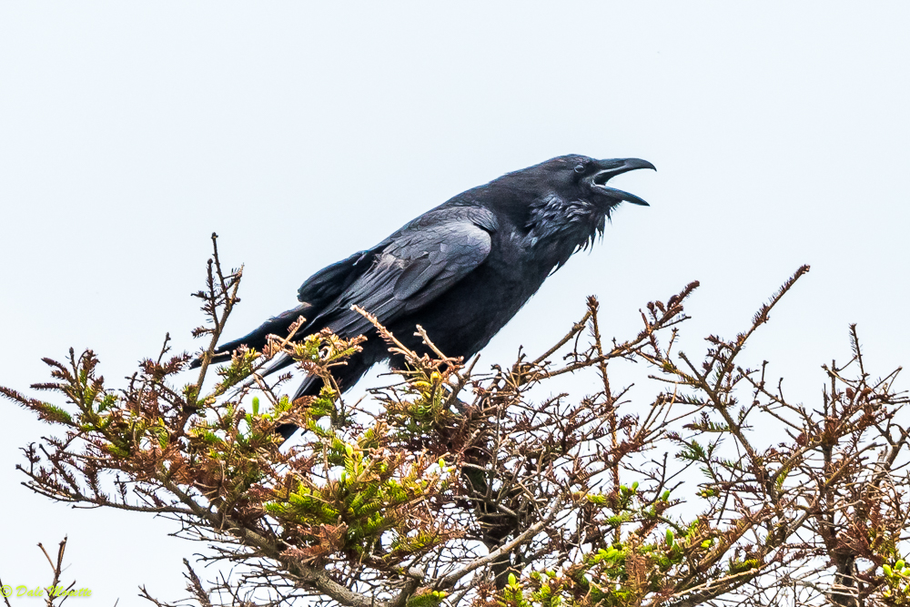   Heres an adult raven screaming "I am king of the world" in the same location as the previous raven photo. &nbsp;I love Cape Breton ravens ! &nbsp;(sounds like a sports promo) &nbsp;7/10/17  
