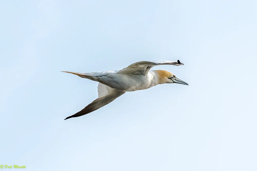 Northern gannets hit the water head first going 60 mph while diving for fish. They fly as fast as peregrine falcons at times. This was another White point visitor this morning. 6/11/17