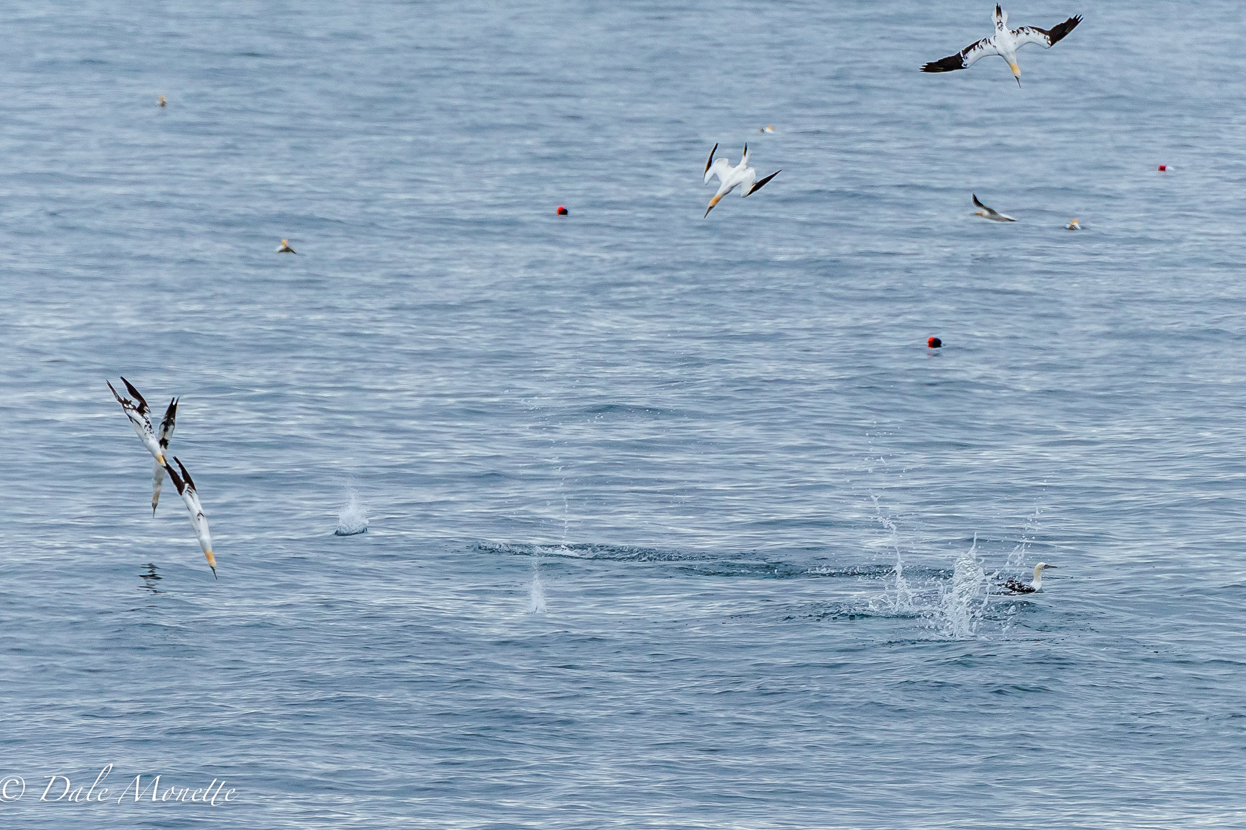   Northern gannets diving for fish off the east coast of cape Breton Island, Nova Scotia. &nbsp;6/3/17  
