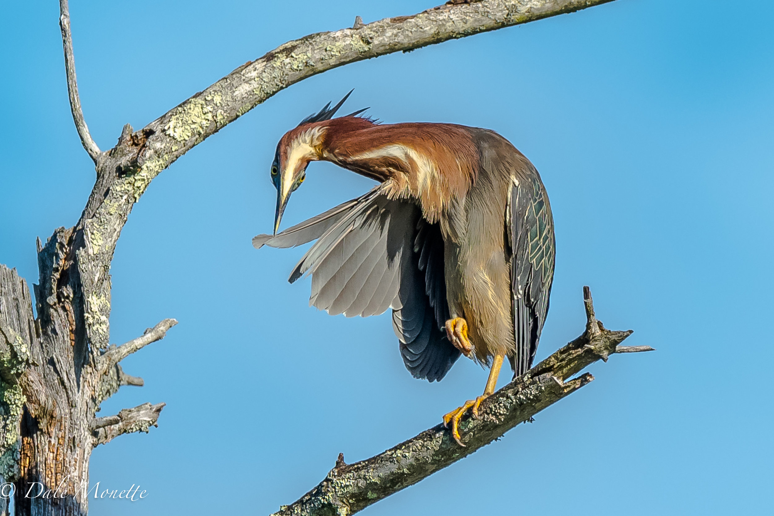   A green heron preens in the early morning sunlight in a small beaver pond in the Quabbin. &nbsp;These herons are so dainty with their beaks when it comes to their feathers. 6/21/17  