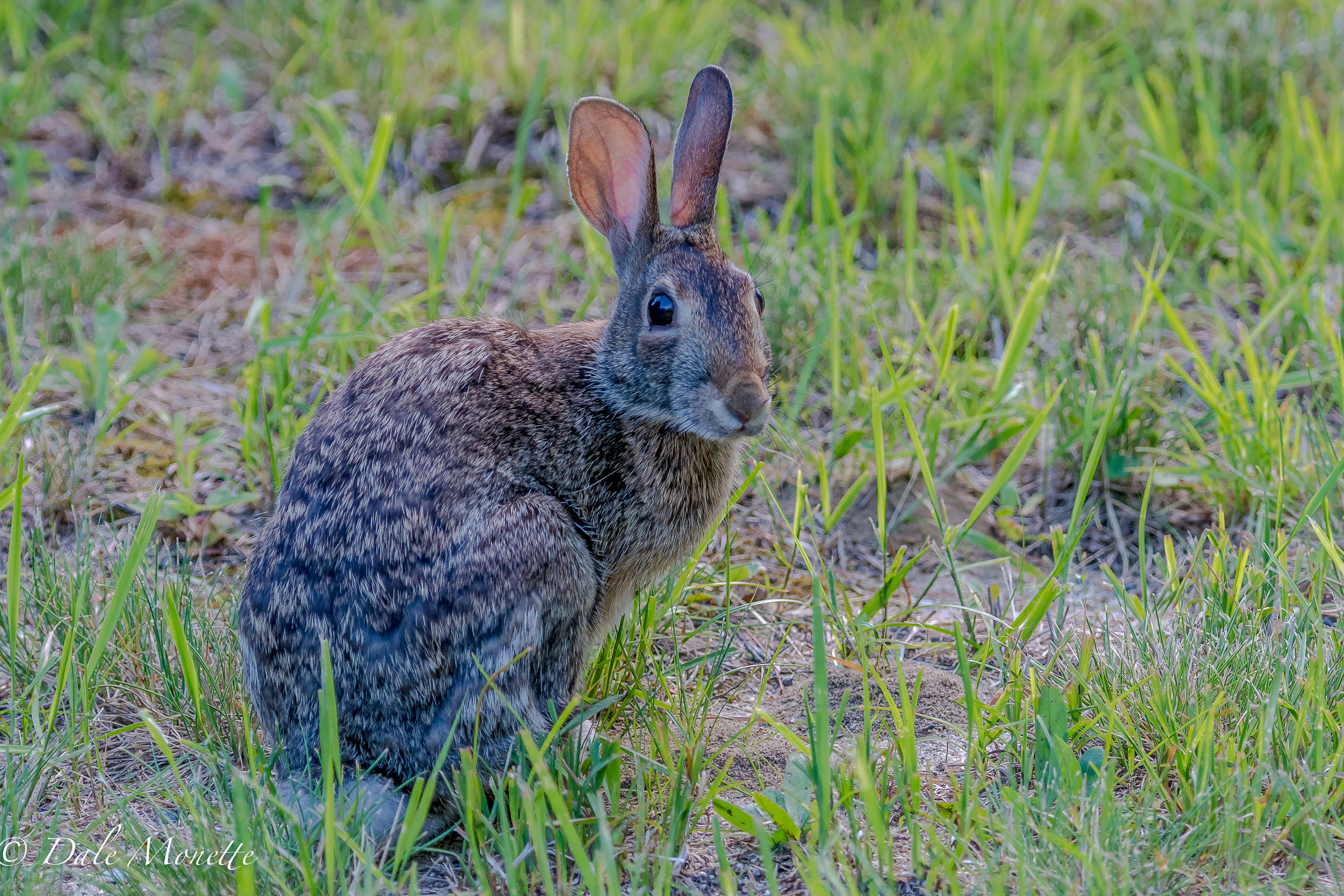   An eastern cotton-tail rabbit &nbsp;was eating its supper when I blundered into it. &nbsp;It sniffed at me a few times and I took this picture and left. &nbsp;It then went back to munching grass. &nbsp;6/25/17  