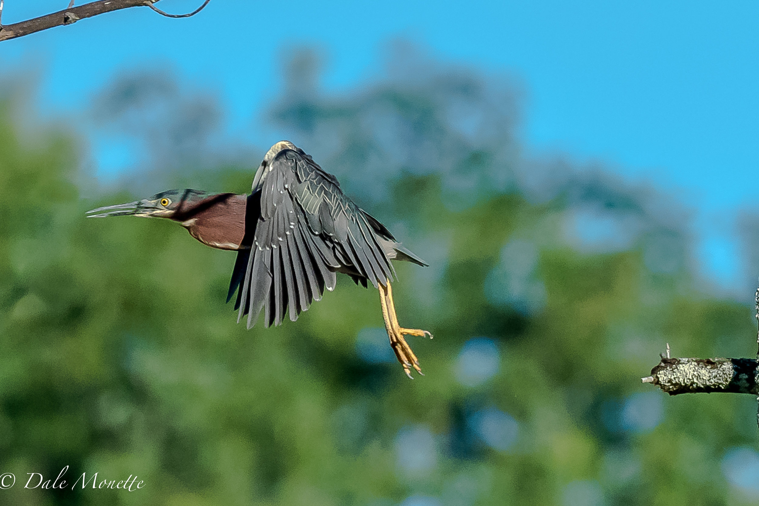   I was watching this green heron when all of a sudden he turned around fast and leaped off his branch and disappeared. &nbsp;7/26/17  