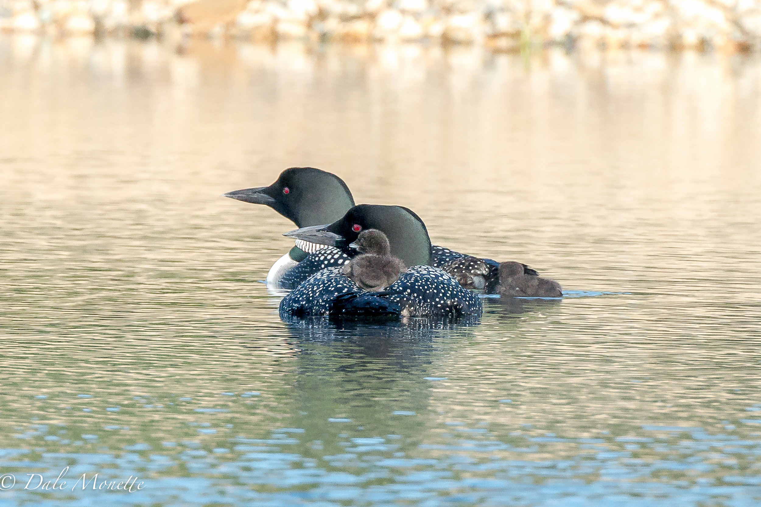   A family of 2 adult loons with their 4 day old babies start the 2017 summer off with great weather. Lets hope they make it through the summer until they can fly in the fall. &nbsp;6/28/17  