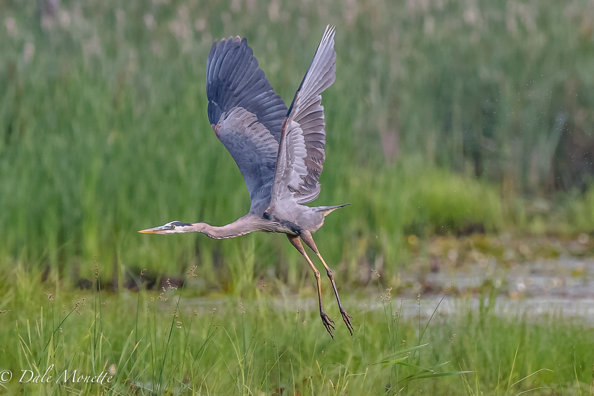   A great blue heron lifts off from a local beaver pond today.......6/30/17  