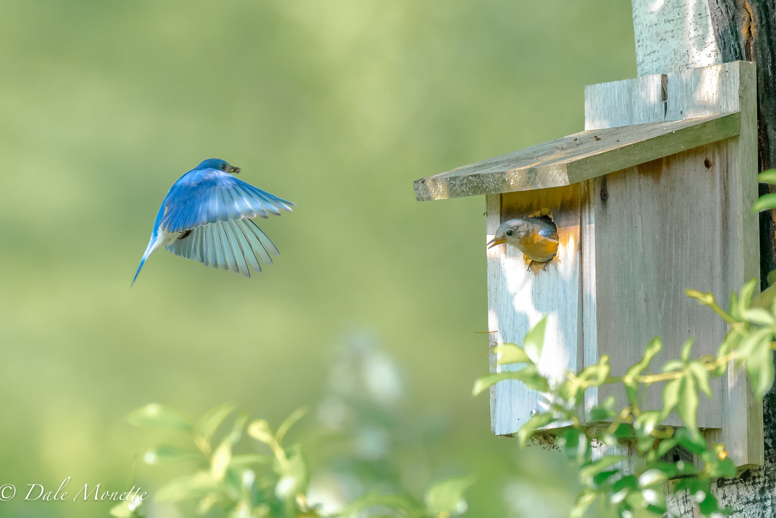   These 2 bluebirds are in this house in a local cemetery. &nbsp;I discovered them a few days ago and have had a great time watching and photographing them feeding chicks in the box. &nbsp;7/2/17  