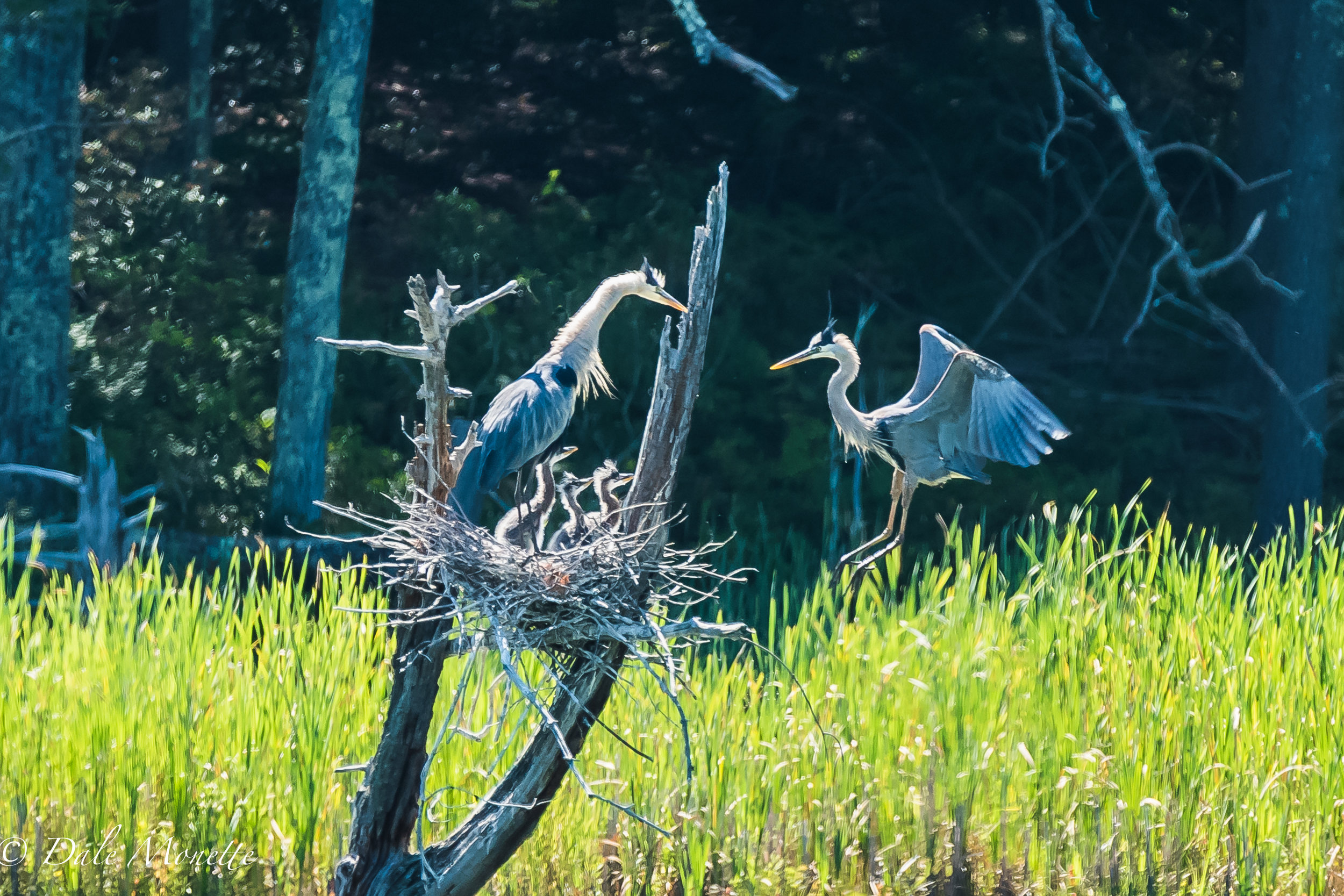 I spotted this great blue heron nest with three chicks this morning about 200 yards out in a swamp. It was at eye level and not 60 feet up in a tree like they usually are. Within 15 minutes the second adult arrived with dinner ! 7/5/17