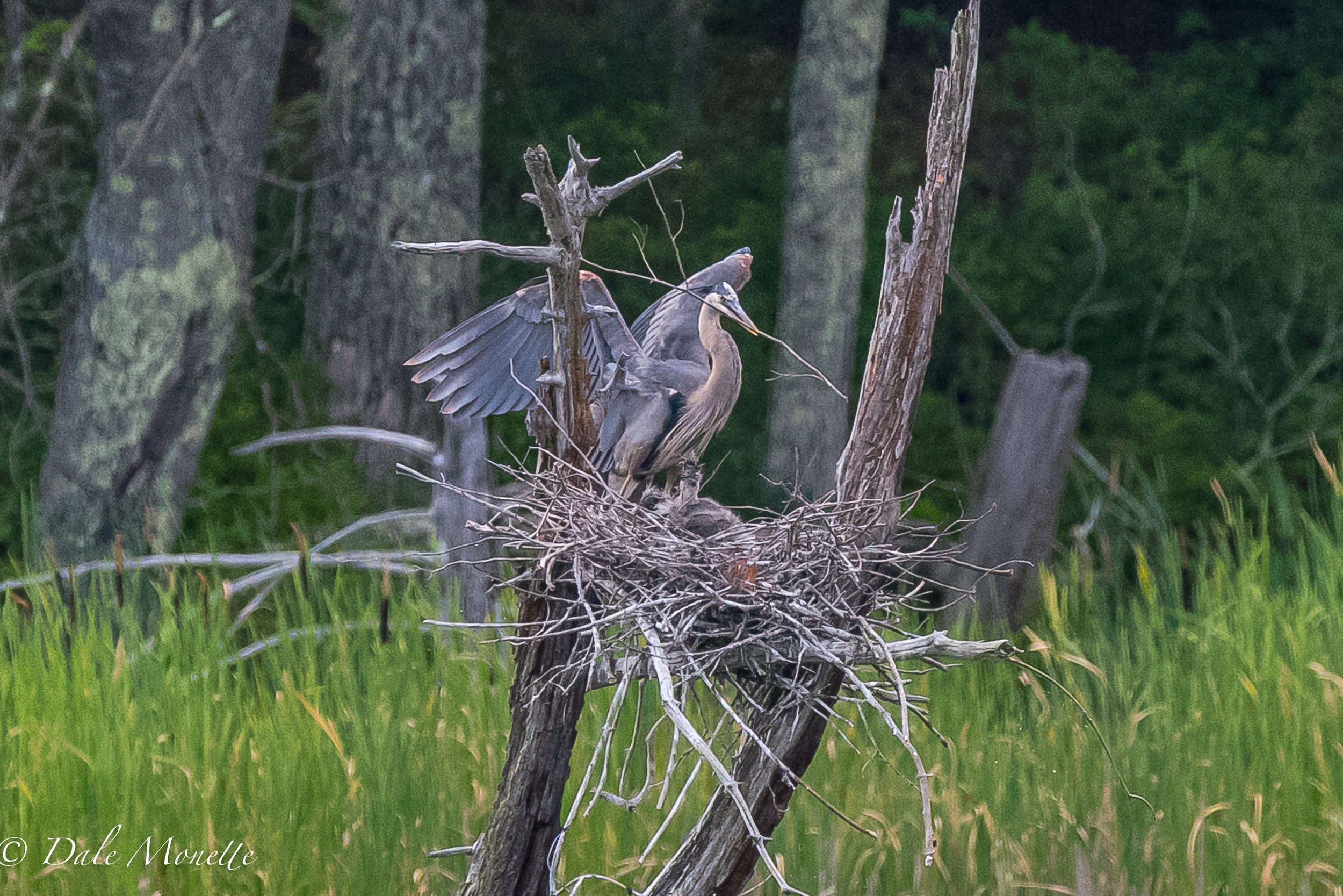   "Mommmm !! We're HERONS, not beavers, we want fish to eat, not sticks !"  