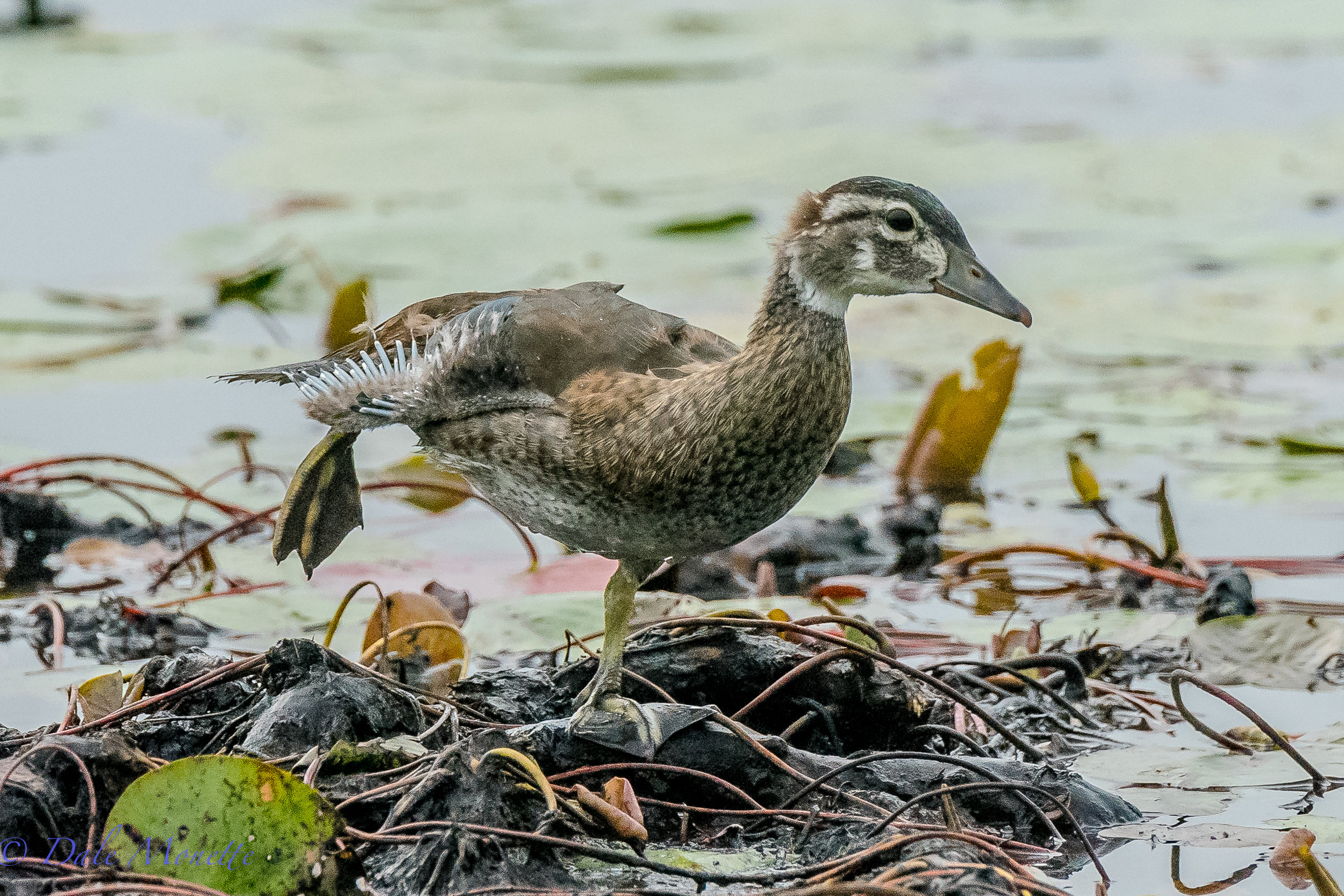 While waiting for the herons to show up with breakfast this morning this young male wood duck chick came chugging along all by himself, hopped up on a mud hummock and stretched, then was on his way again ! It was quite amusing! 7/8/17