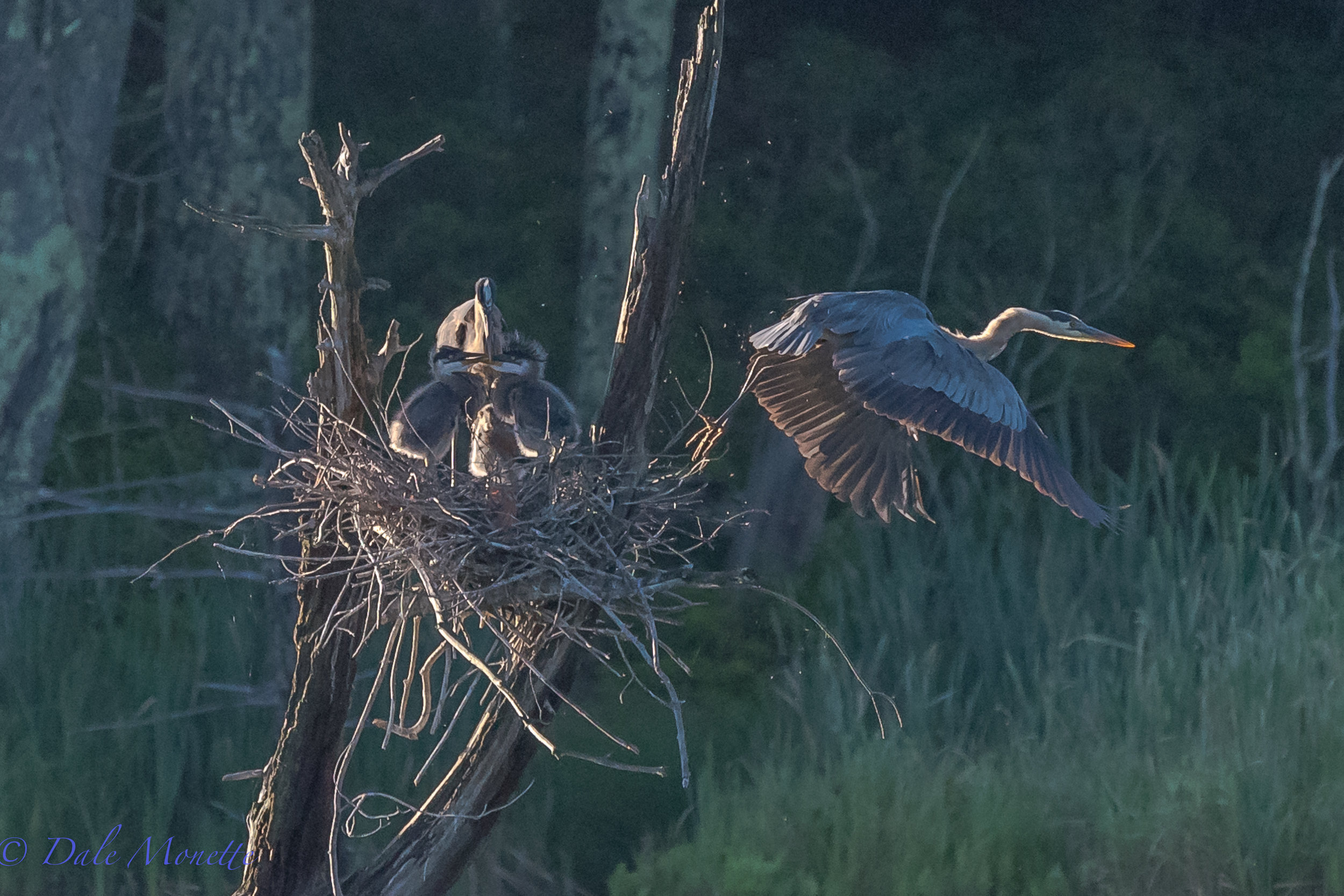   And as soon as dad arrives home, mom leaves as she's been sitting with the 3 great blue heron chicks all night.. "see ya later chump feed them and babysit for a while" &nbsp;7/9/17  