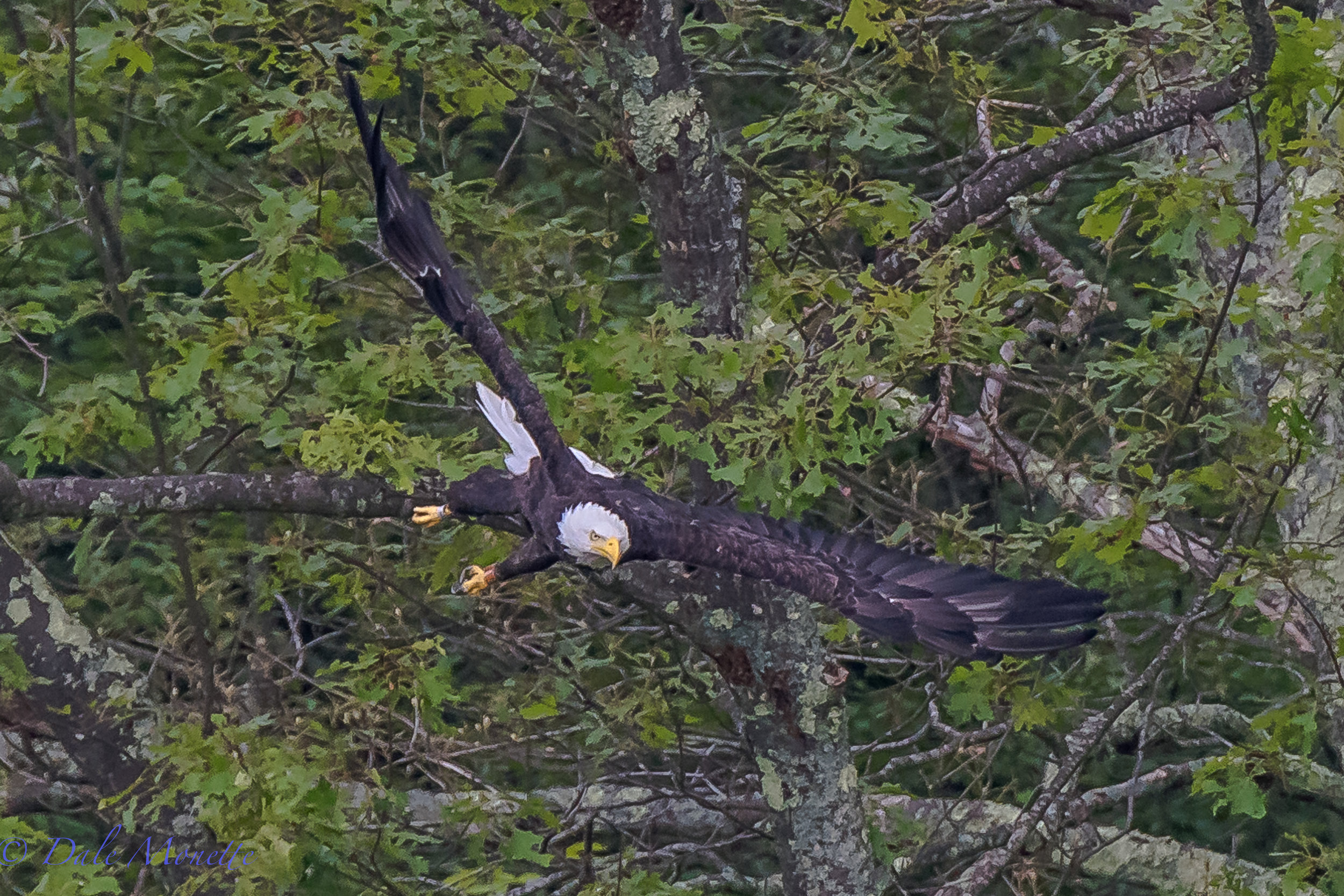  &nbsp;  This adult bald eagle was watching us for about a mile before it flew as we approached in the loon survey boat today doing the survey on the Quabbin. &nbsp;Always fun to see the eagles there with their 7 foot wing span. &nbsp;7/12/17  