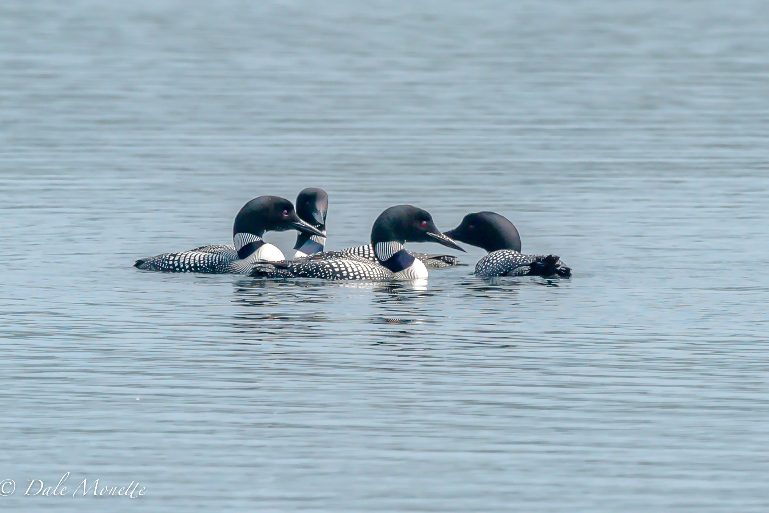   Yesterday was weekly loon survey day at Quabbin. &nbsp;The loons are starting to gather up. These are birds that failed this season nesting or never started. We saw 9 birds in one flock. &nbsp;7/14/15  
