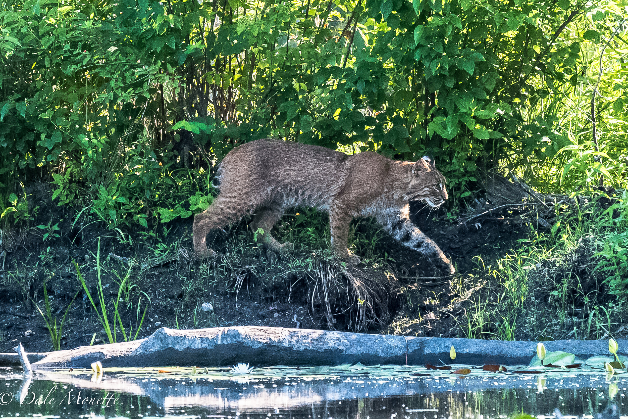   A hungry bobcat came creeping along the edge of an old beaver dam as I was watching it for any critter that may be around. It took me by surprise to say the least ! &nbsp; What a beautiful animal &nbsp;7/16/17  