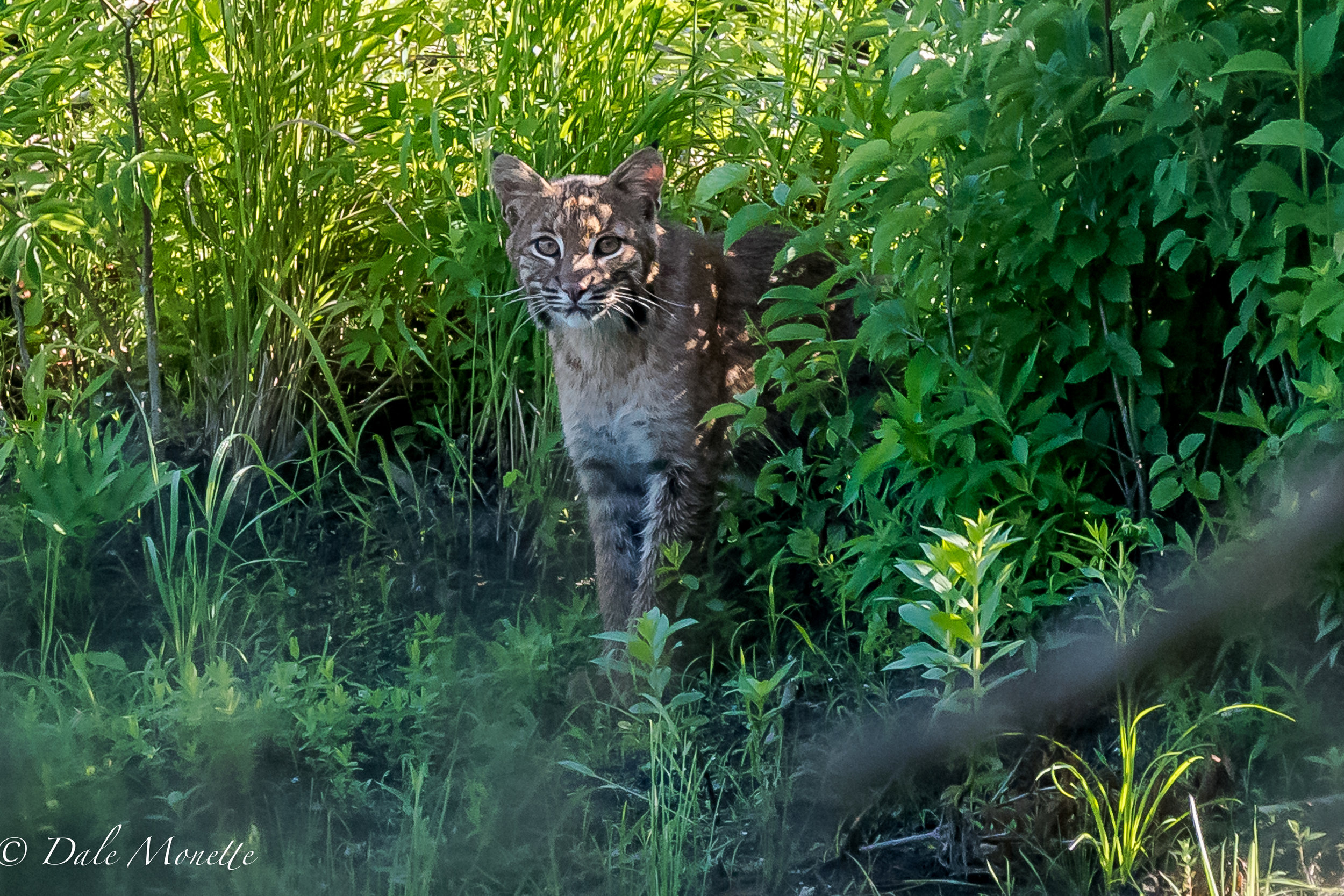   The bobcat stuck its head back out of the bushes to try to figure out who was watching it?.....  