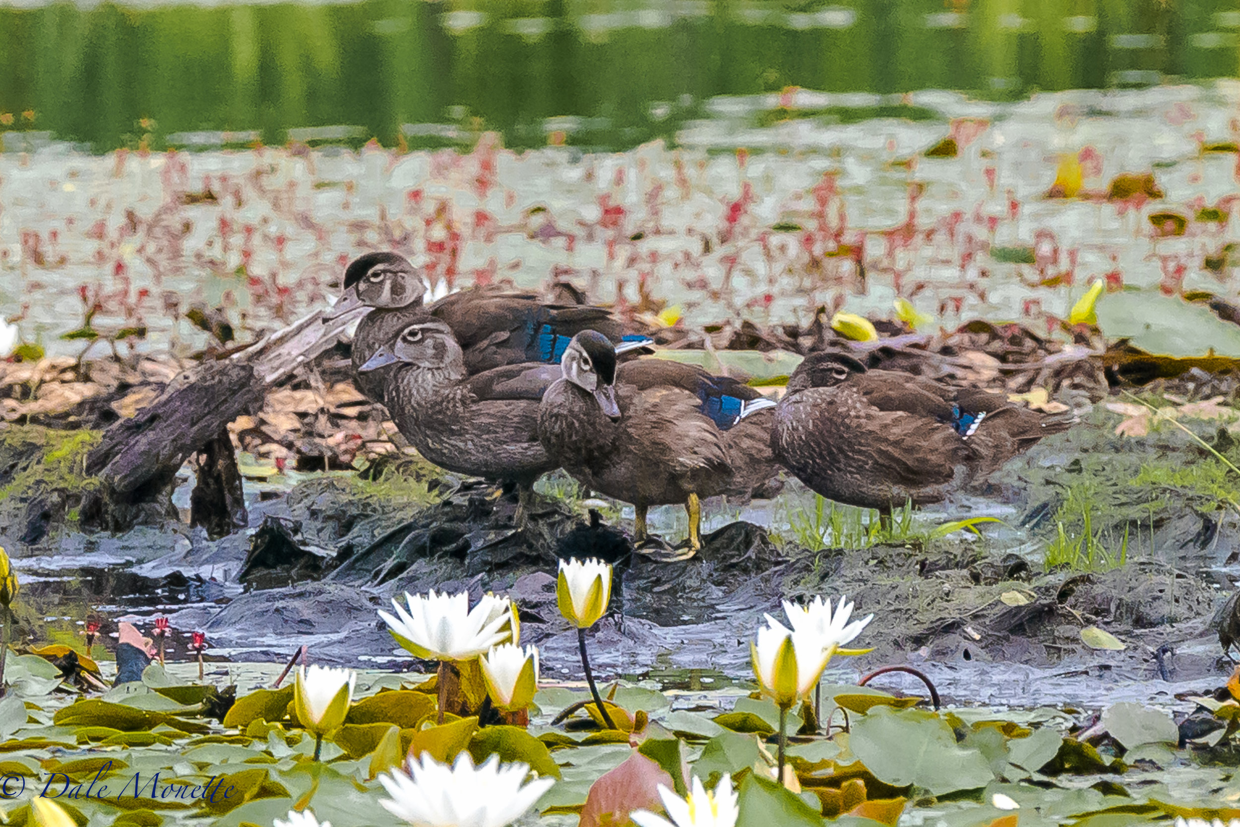   In my opinion so far this years been a banner year for wood duck chicks. &nbsp;Right now the beaver ponds are crawling with them getting ready to fly off into their future. &nbsp;This morning I watched these 4 preening together on "the preening stu