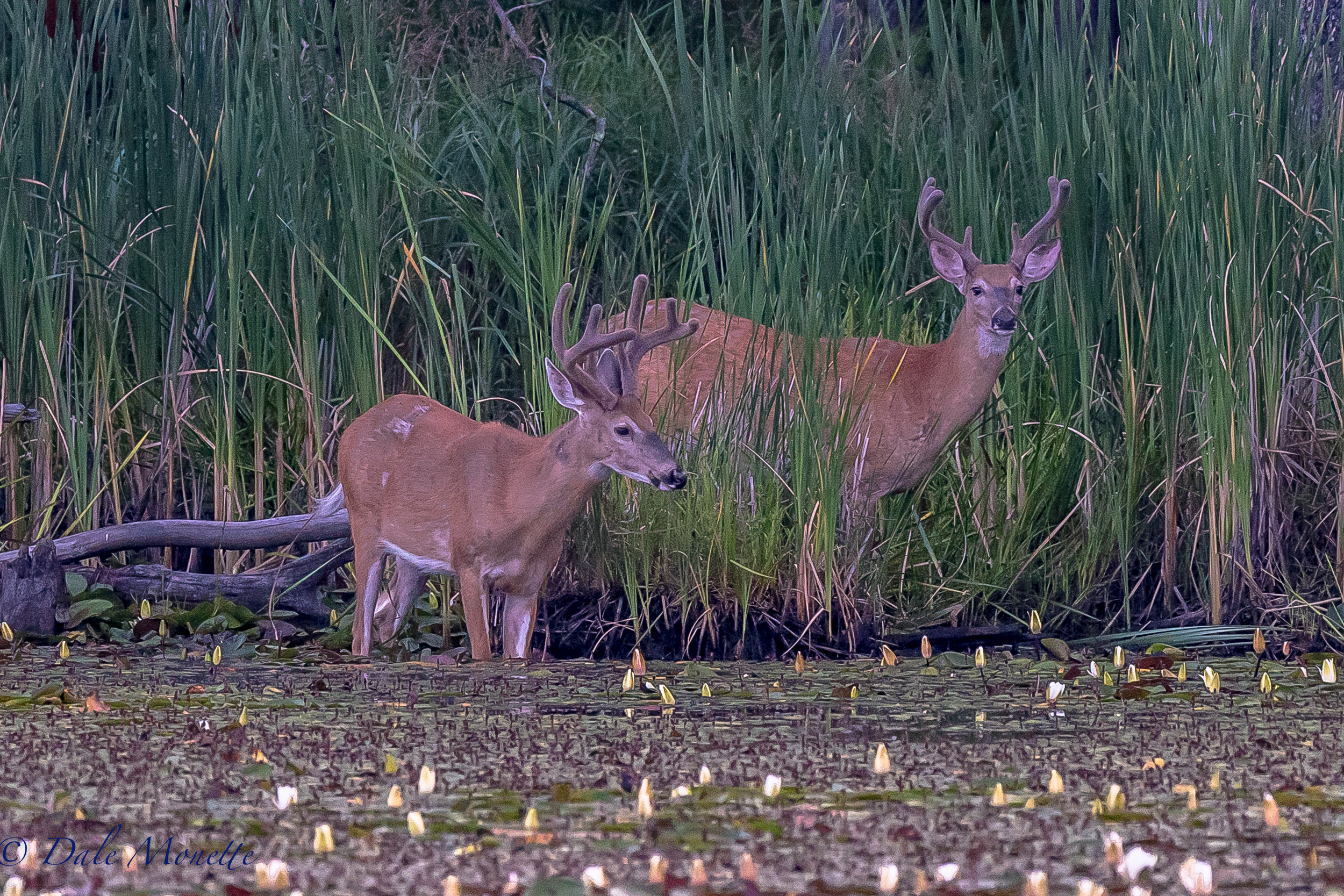   These same two bucks came back out for fresh greens for breakfast early this morning. &nbsp;This is the second day this week I have seen them. &nbsp;A few days ago they had a third one with them &nbsp;7/20/17  