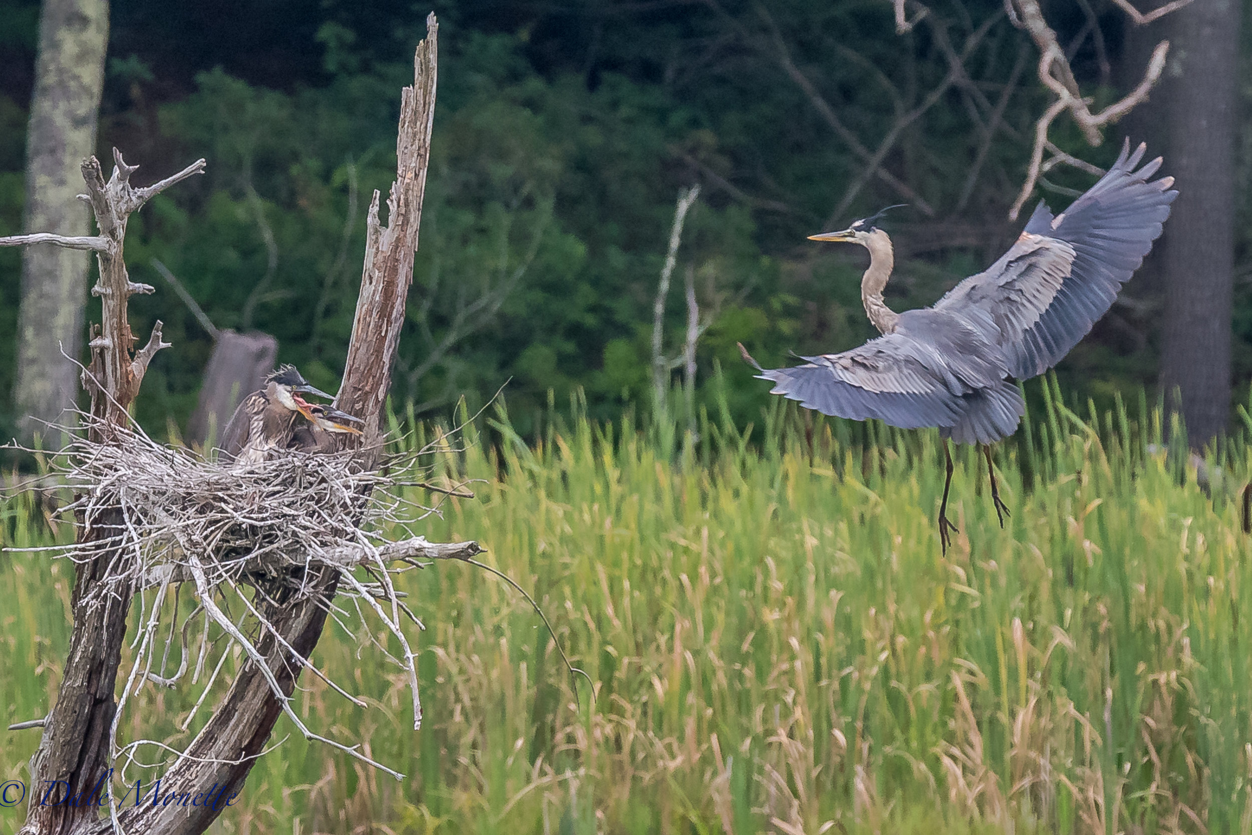   I love this stuff !! Unfortunately the third chick in this nest died 2 weeks ago, but thats nature. Look at the faces on the chicks when they spot dear old dad flying in with breakfast. You have to laugh at them.... &nbsp;7/22/17  