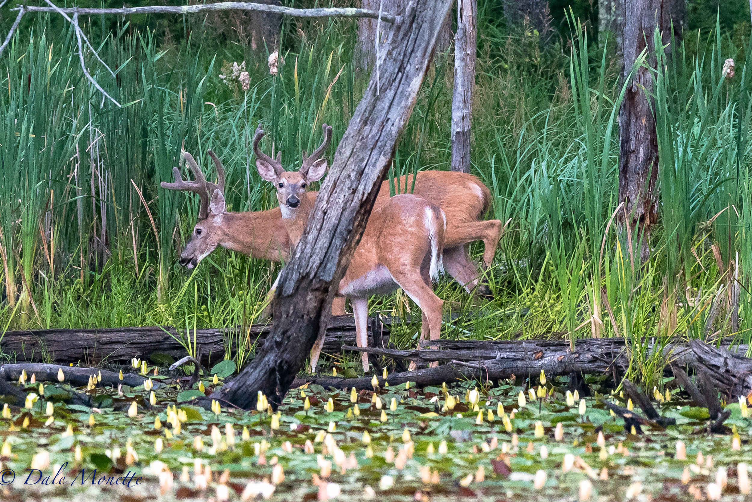   These same 2 bucks keep showing up every morning at the same time in the same place. &nbsp;I love watching them...... 7/23/17  