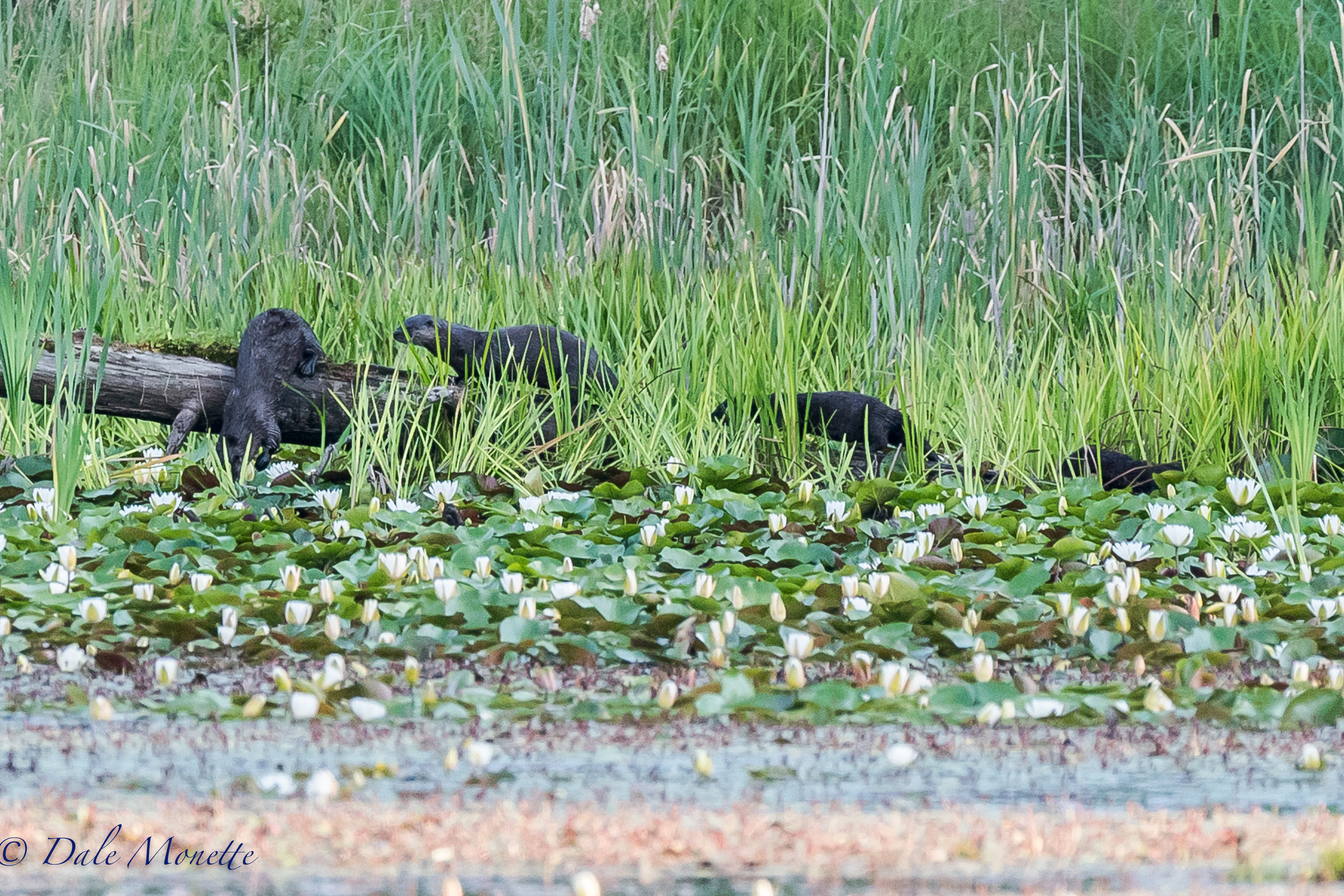   (Now kids, this is how we jump off a log) &nbsp;I found this family of otters this morning exploring the beaver pond they were learning to fish in. &nbsp;Northern river otters always crack me up watching them and kits are even funnier ! &nbsp;7/23/
