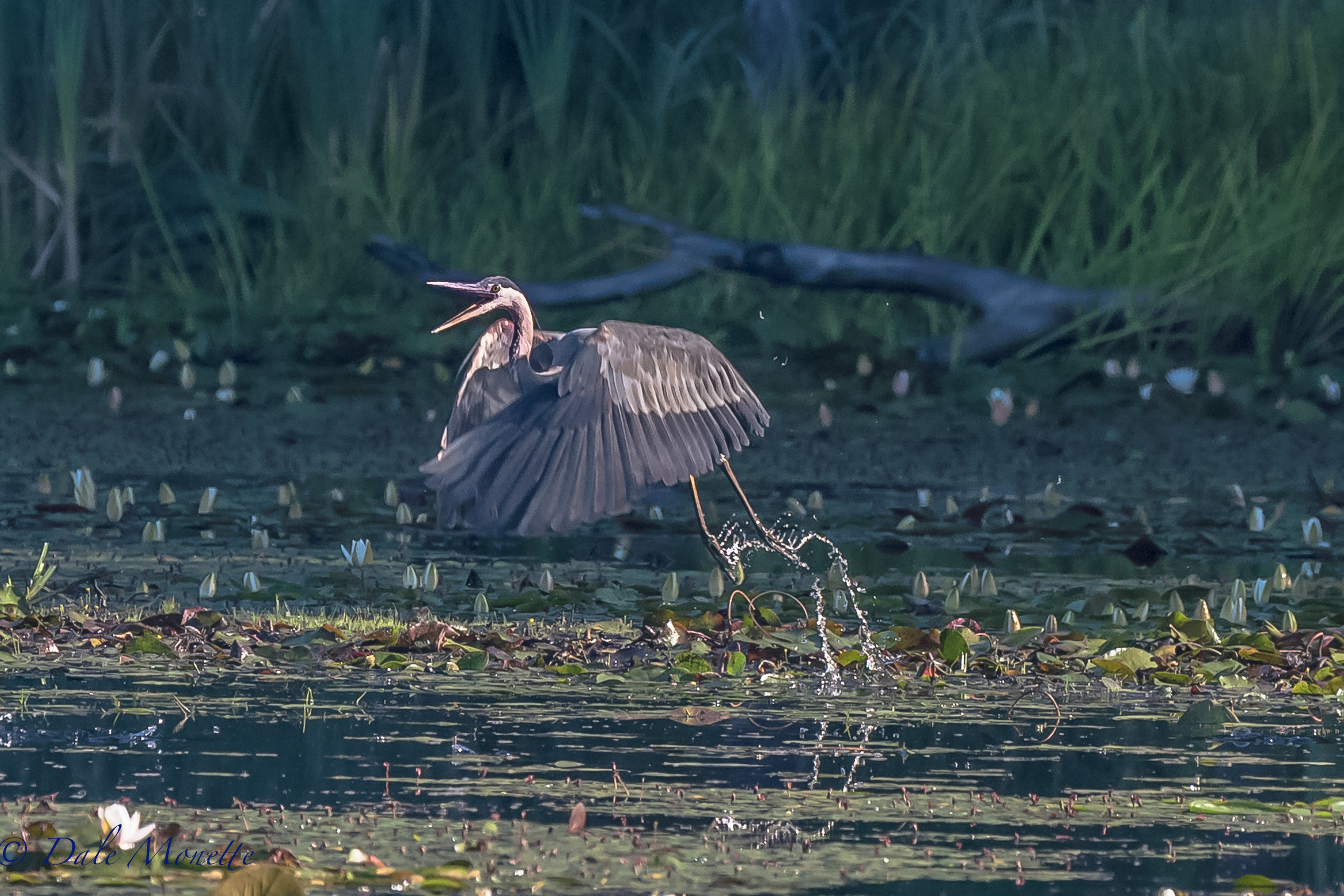   This great blue heron was doing a happy dance today in his pond...... &nbsp;what a laugh it was !! &nbsp;7/26/17  