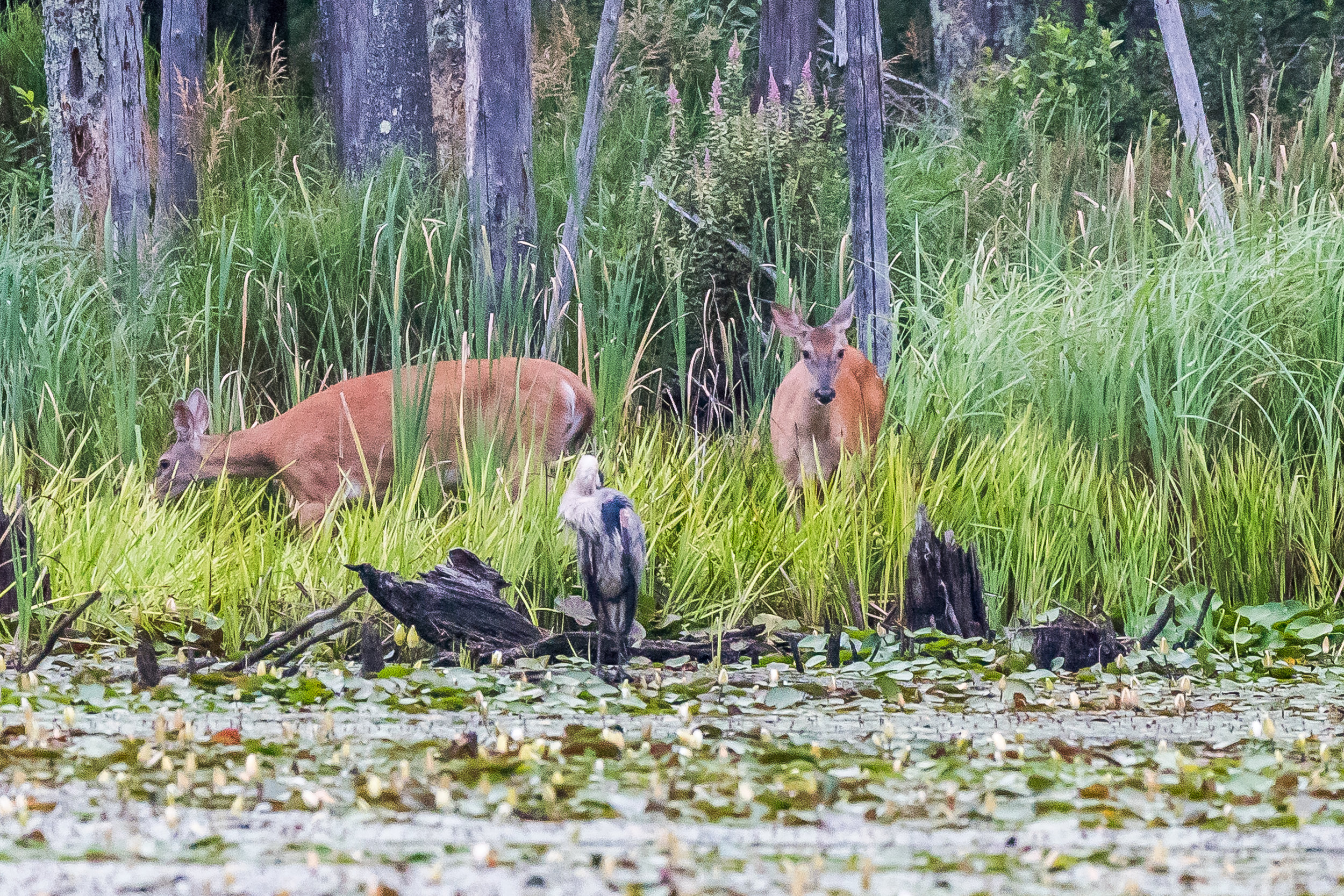 A few years ago in this same pond I was taking a picture of a heron and an otter popped up. Today in this same pond I had my sights on another great blue heron along the back shore of the pond and a pair of white-tailed does popped out of the woods ! The heron kept right on preening... 7/29/17