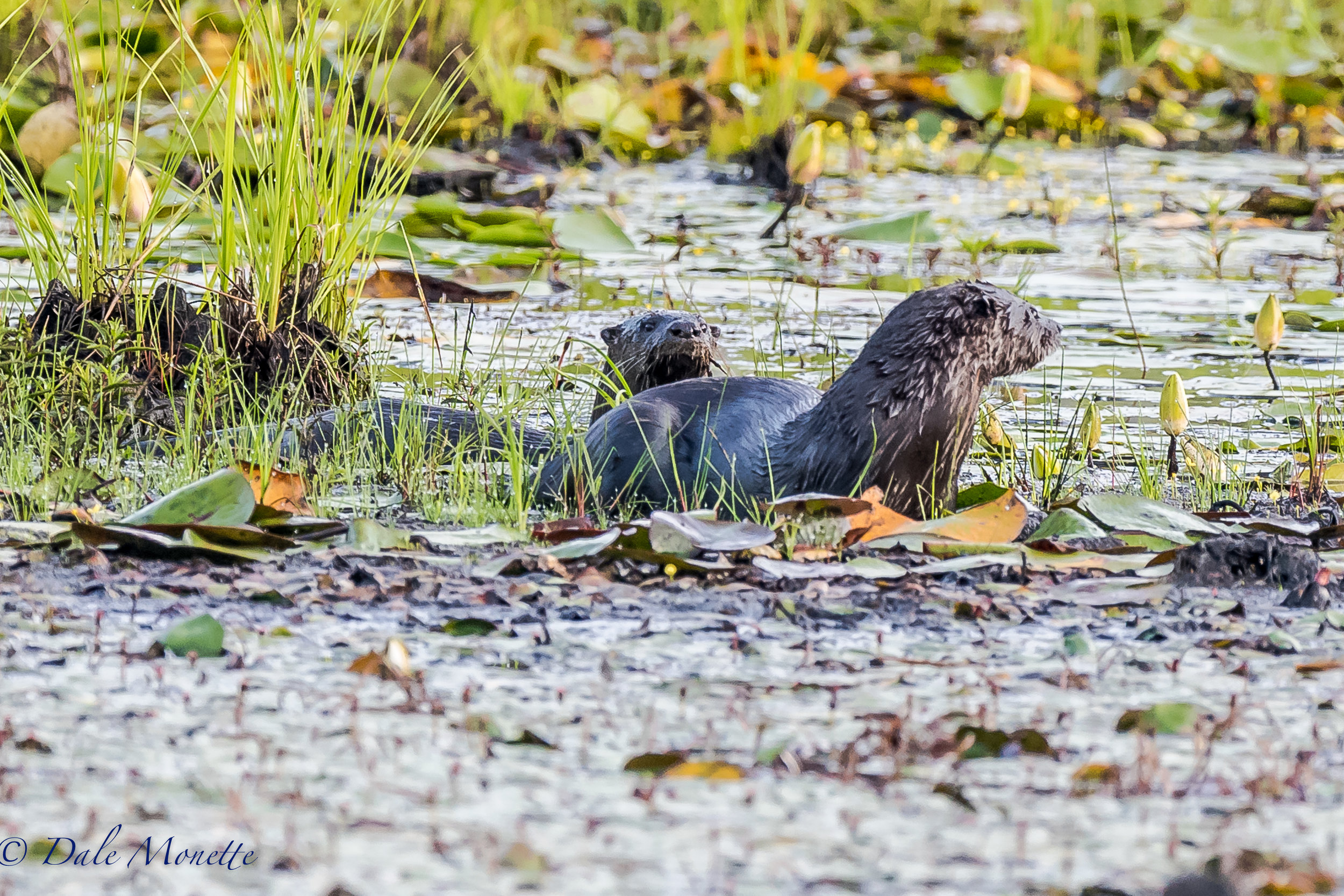   This morning I played another game of "hide and seek" with an adult otter and one of its young ones. &nbsp;The covered lots of ground in the pond. &nbsp;Finally they came in view long enough for a couple of shots. You can see the young one peeking 