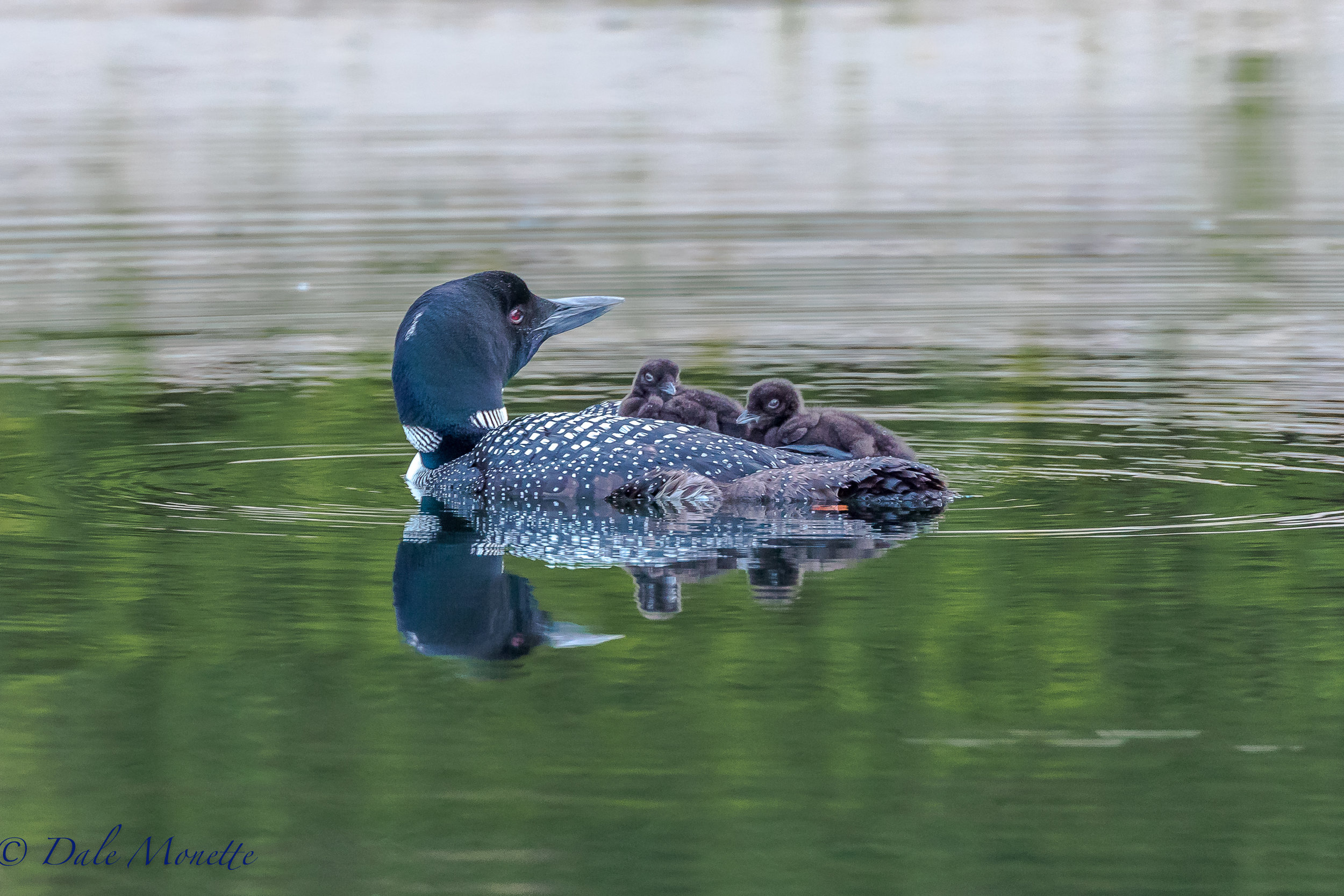   AND HERE THEY WERE WITH THE CHICKS JUST A FEW DAYS OLD: &nbsp;On the weekly loon survey yesterday we had a boat breakdown in this loons territory. &nbsp;While we were looking at the motor trying to figure out the problem my favorite Quabbin loon we