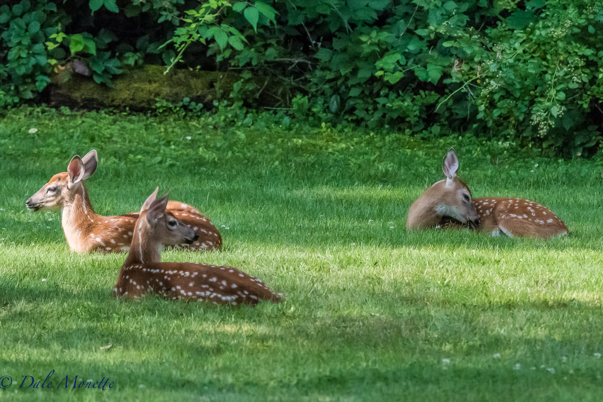   I spotted these 3 fawns all loafing in the sum this morning in a backyard in Athol. &nbsp;They were acting just like tame deer until a dog came down the road ! &nbsp;8/6/17  