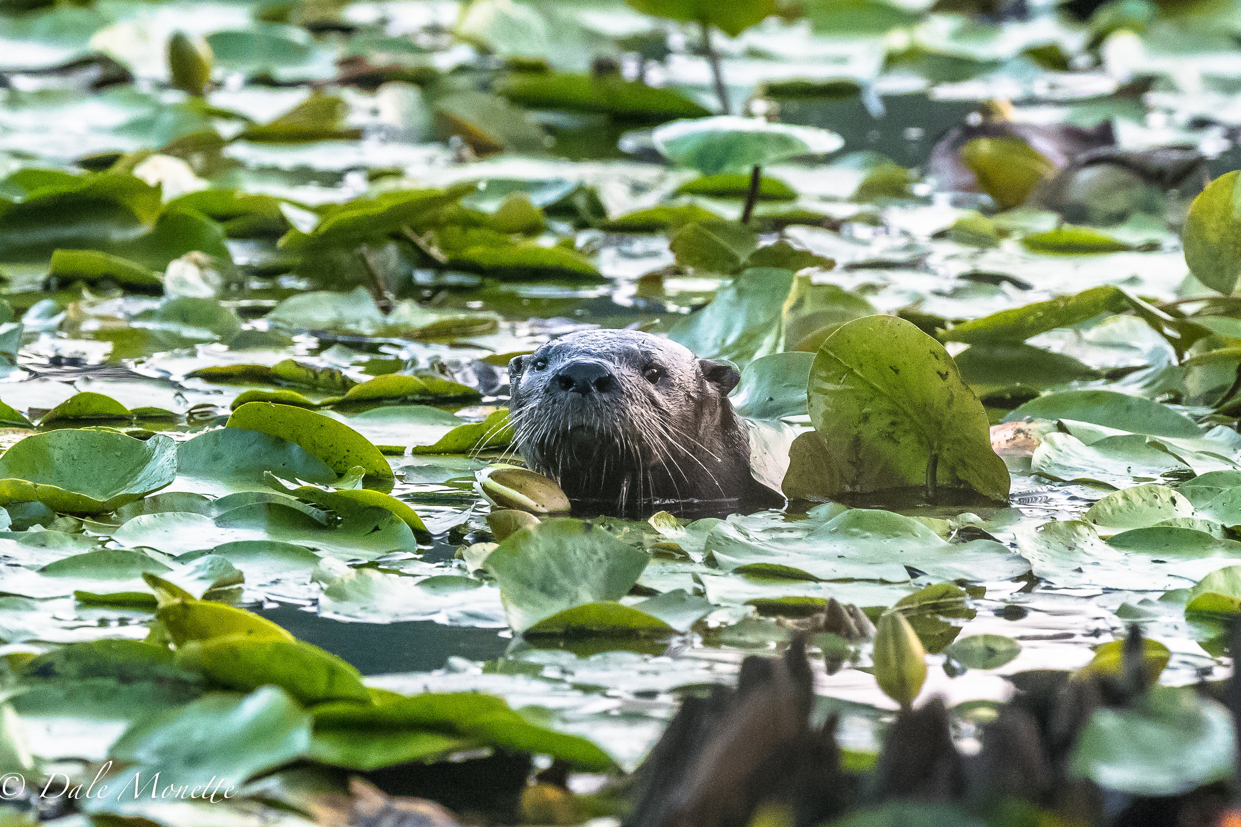 Every now and then a northern river otter appears as if by magic to check me out 8/10/19