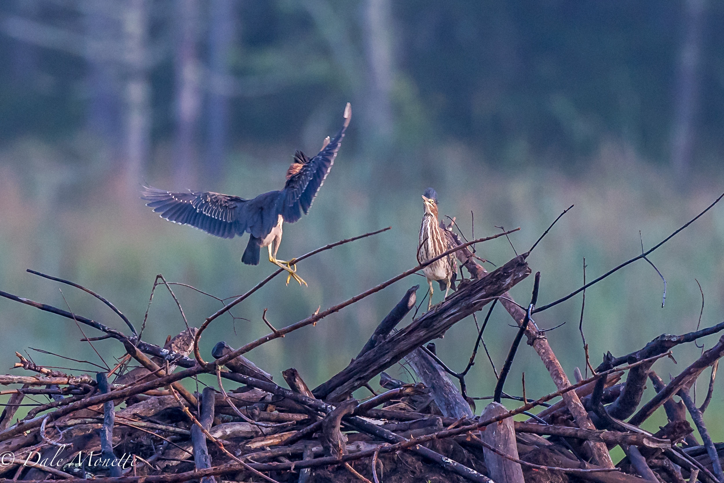 Two juvenile green herons were chasing each other around the swamp this morning. I love to watch these birds fish. 7/13/17