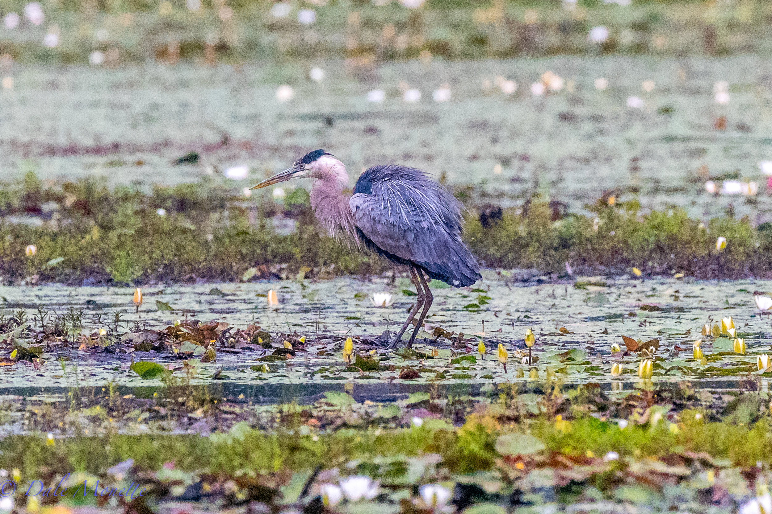   I watched this great blue heron for almost 4 hours today in the pouring rain (thus the grainy image). I estimate he caught and ate almost 20 small fish! &nbsp;When I left he was still going and I was soaking wet ! &nbsp;8/15/17  