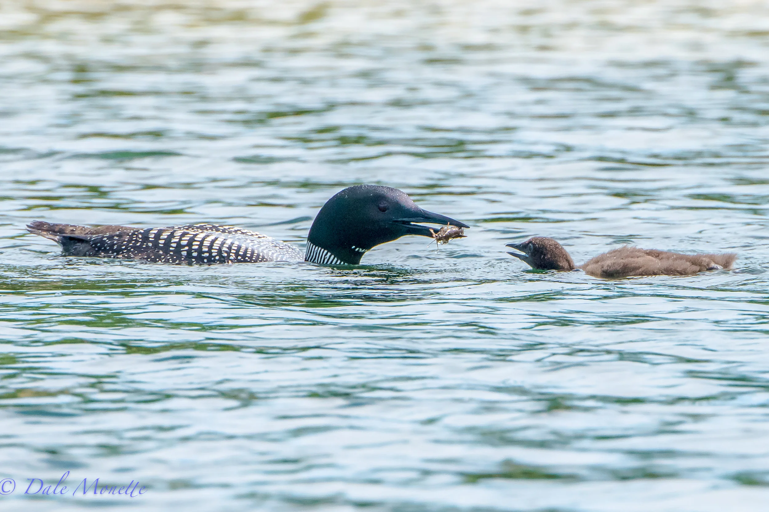 Dad brings home the bacon.....errr.... crawfish.........loon survey....8/17/17