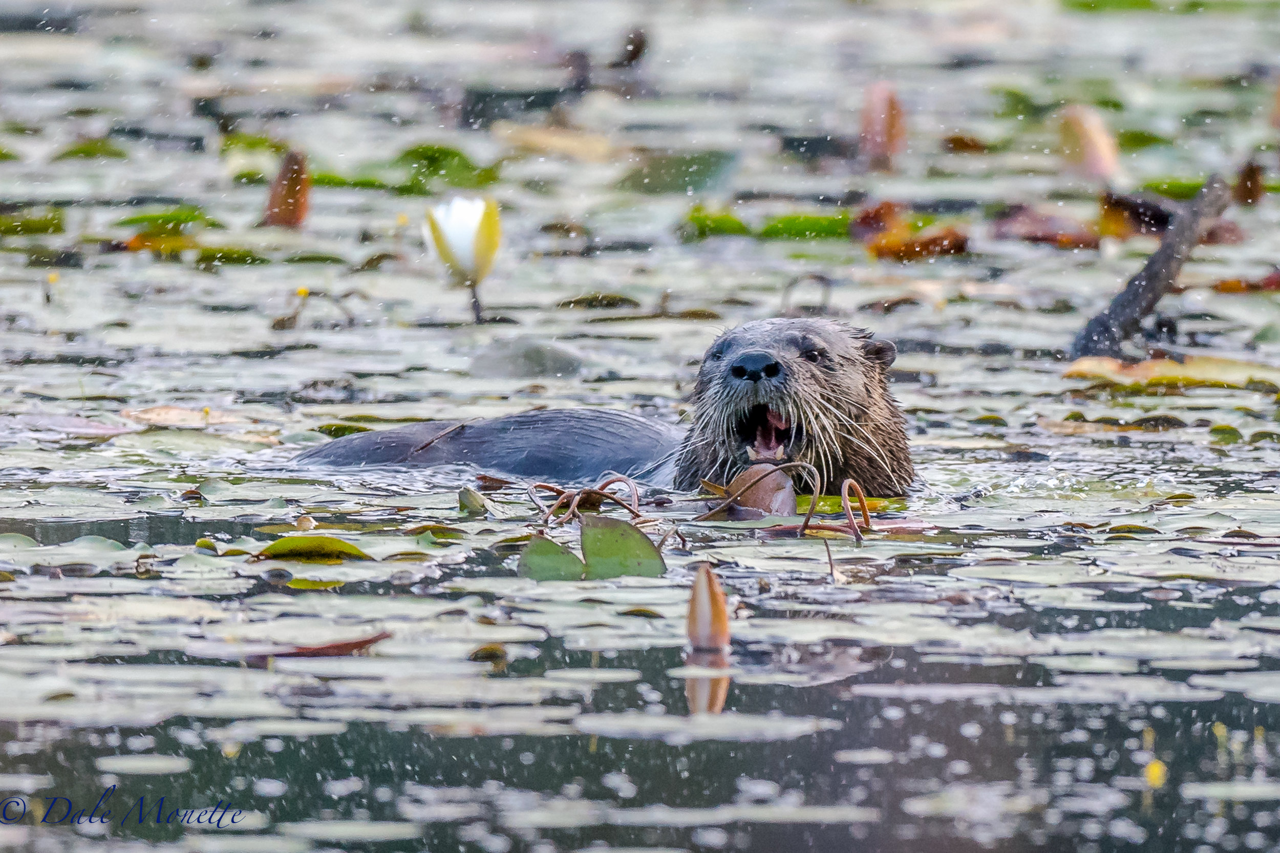   This river otter shows up every day at the same time through the same part of the pond, The breakfast menu today was frogs !,,,,,, &nbsp;8/26/17  