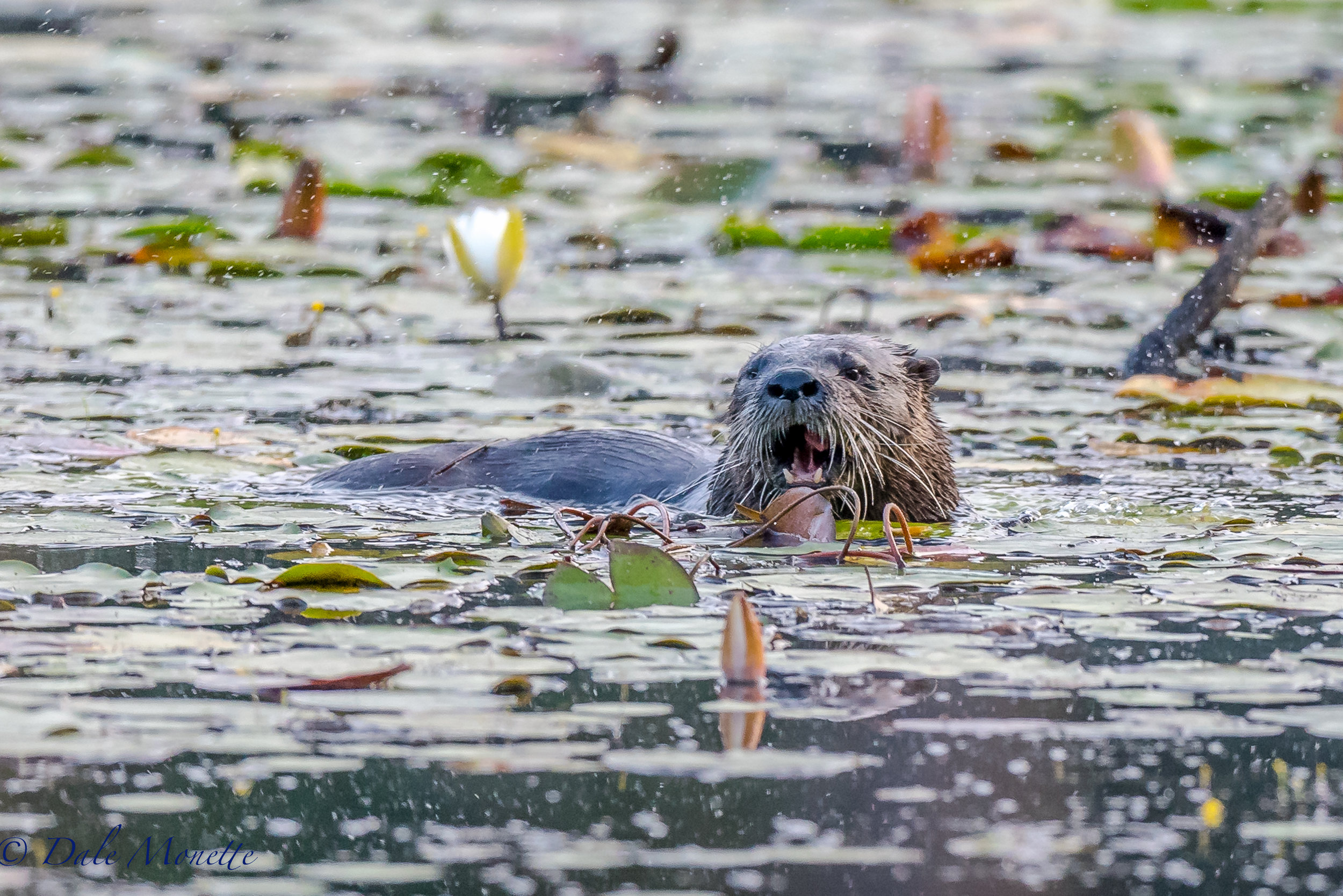 This river otter shows up every day at the same time through the same part of the pond, The breakfast menu today was frogs !,,,,,, 8/26/17