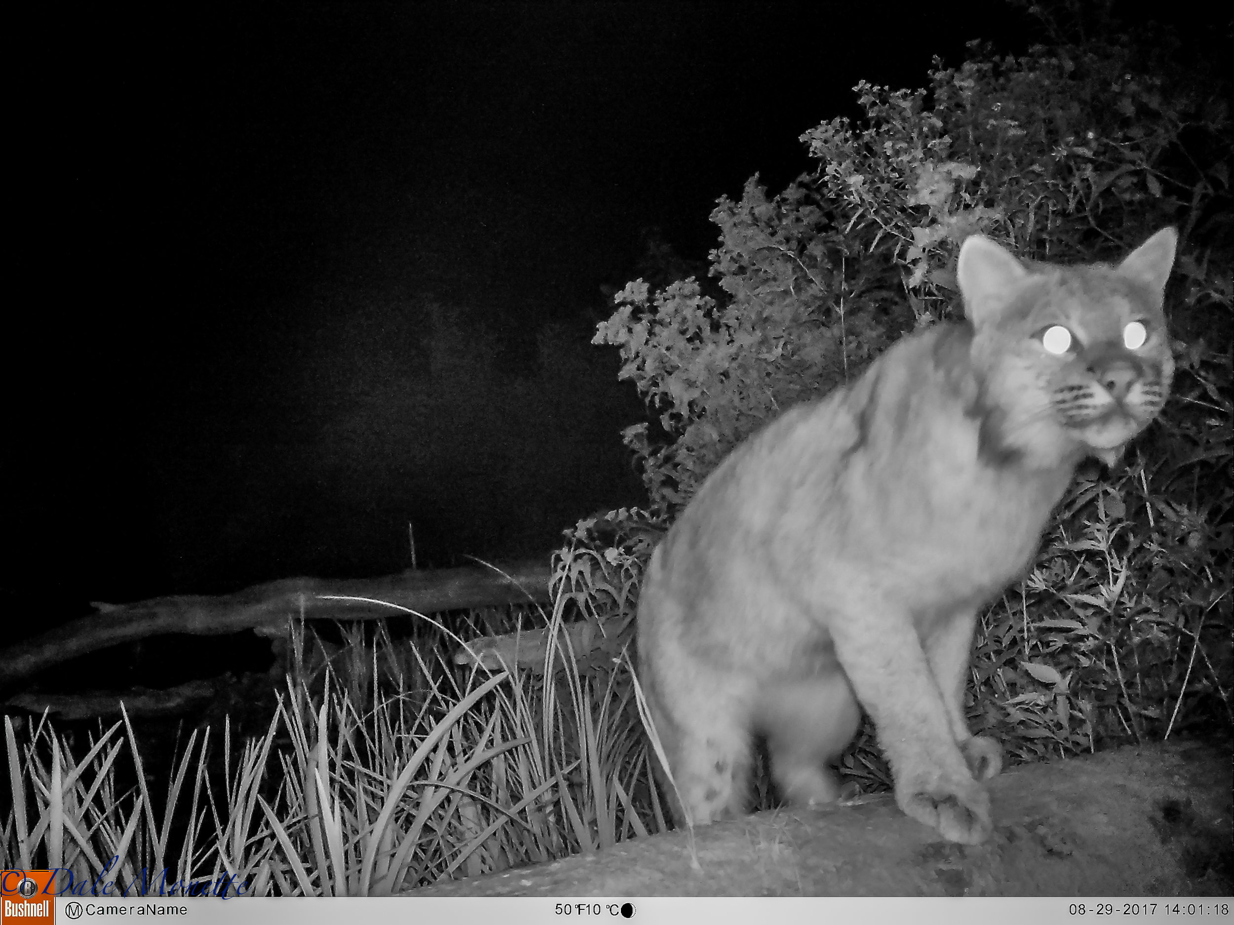 About 6 weeks ago I took some pictures of a bobcat at 8AM on a Sunday.... I took my trail camera and locked it to a tree about 2 weeks ago right where I saw the cat. Here is an image that was on the camera this morning !! Note the feet on this cat.... 8/30/17