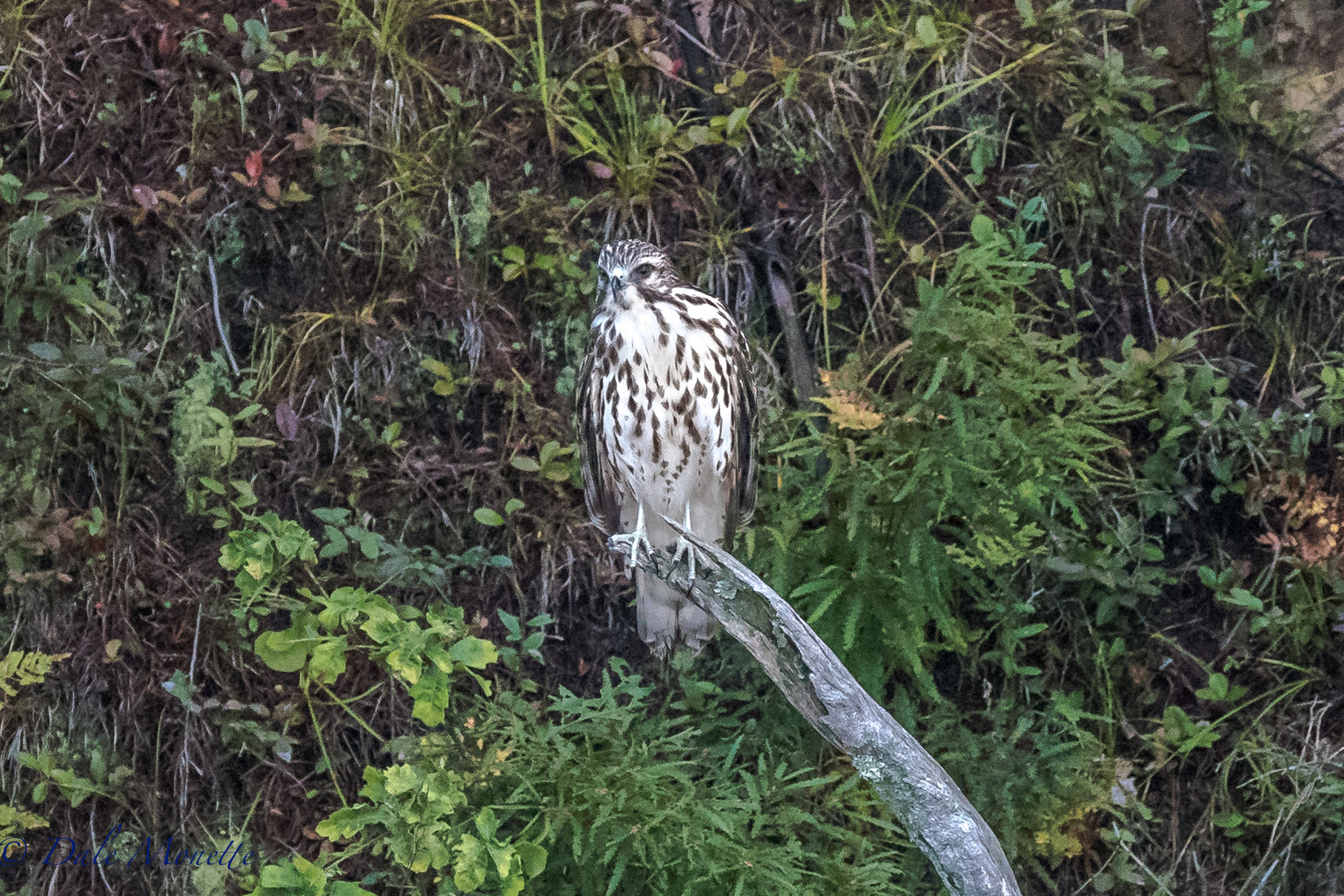   I found this juvenile broad-winged hawk hunting a chipmunk along the Quabbin shore yesterday early in the morning. After about 15 minutes with no luck it flew off up the shore and disappeared. &nbsp;9/5/17  