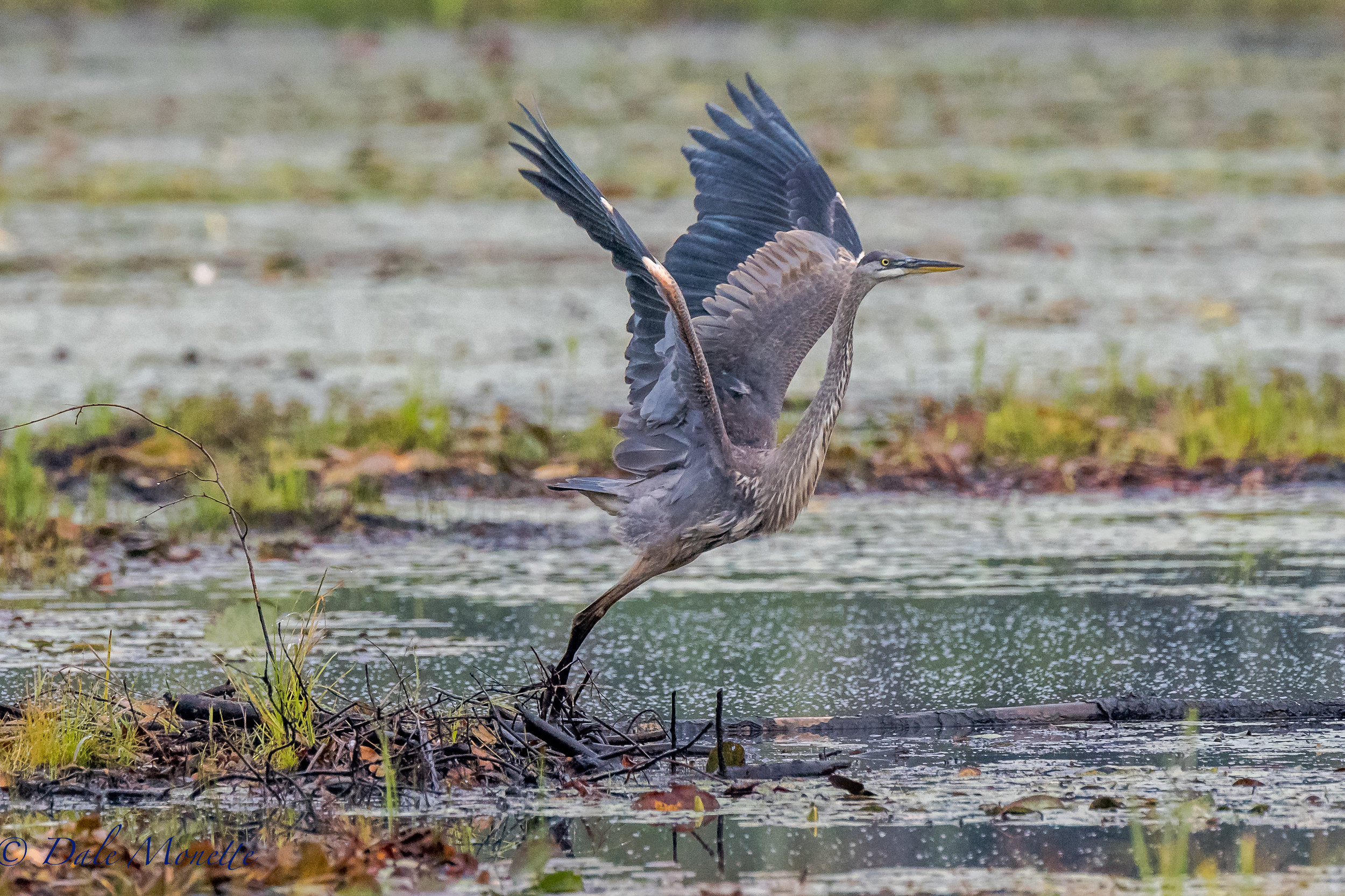 I watched this young great blue heron spend 90 minutes fishing right in front of me today. Good thing he likes fish for breakfast! 9/8/17