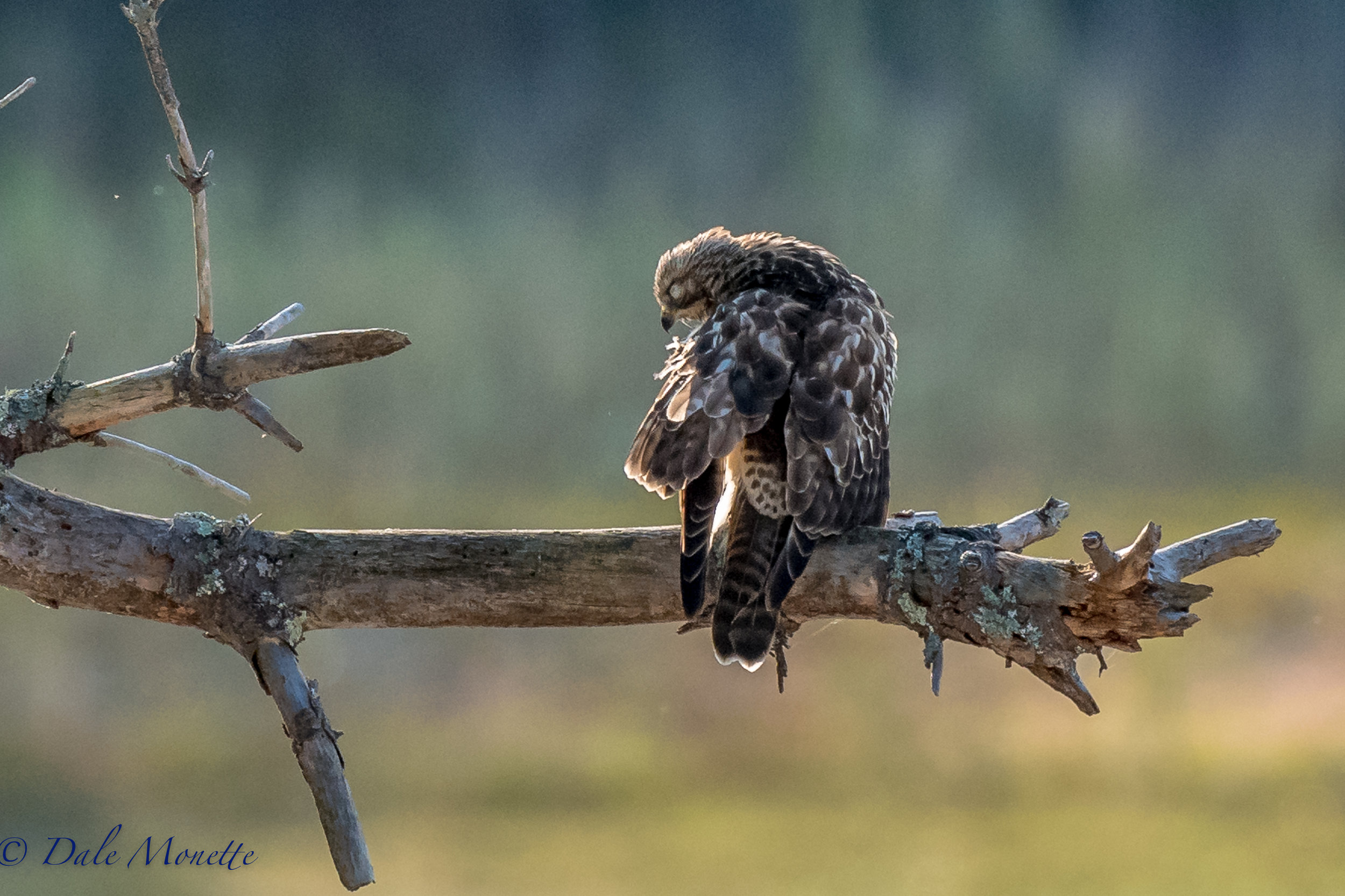 Yesterday morning I watched this juvenile broad winged hawk spend 30 minutes preening in the sun after chasing a flock of crows around... I got him in a blink of his eye.....