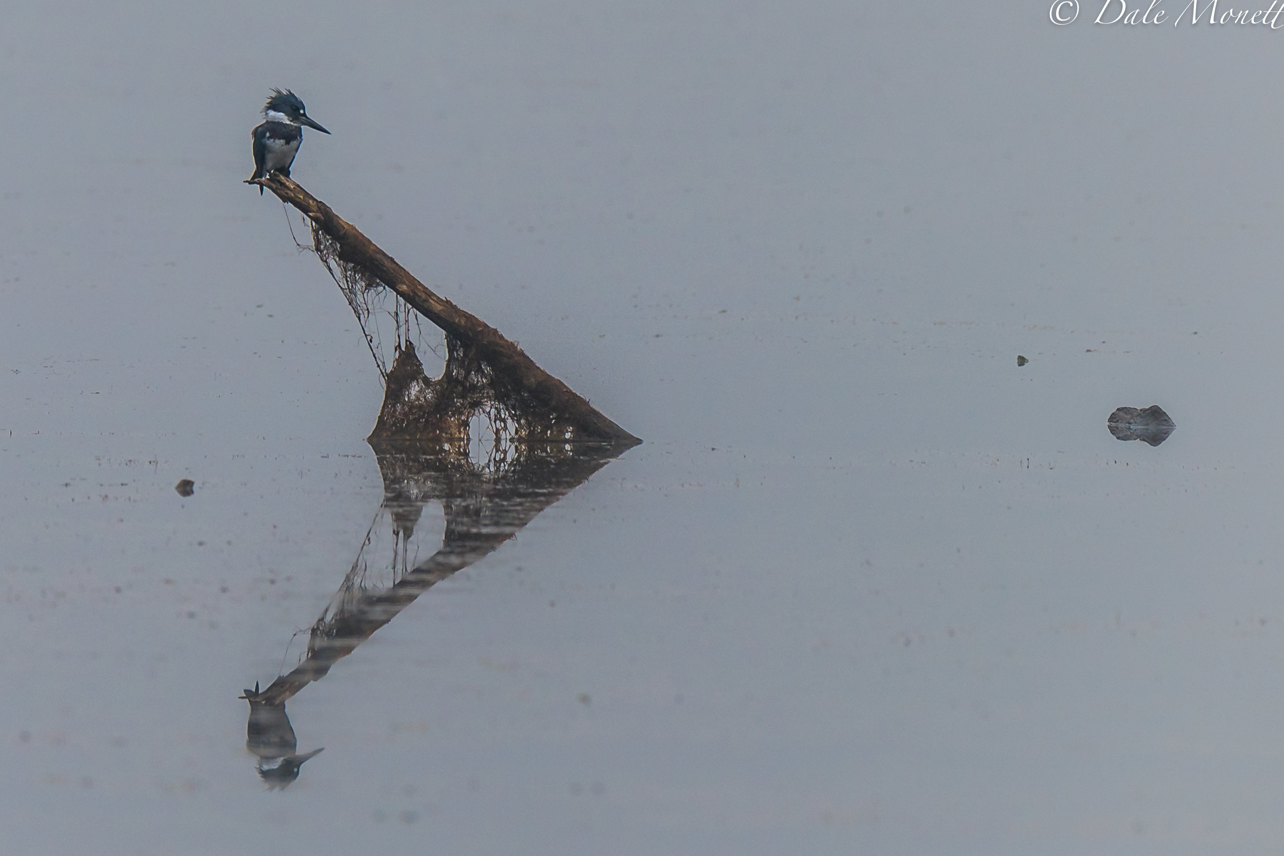   A belted kingfisher landed in the fog in front of me this morning. He was looking for breakfast but wasnt having much luck. &nbsp;  